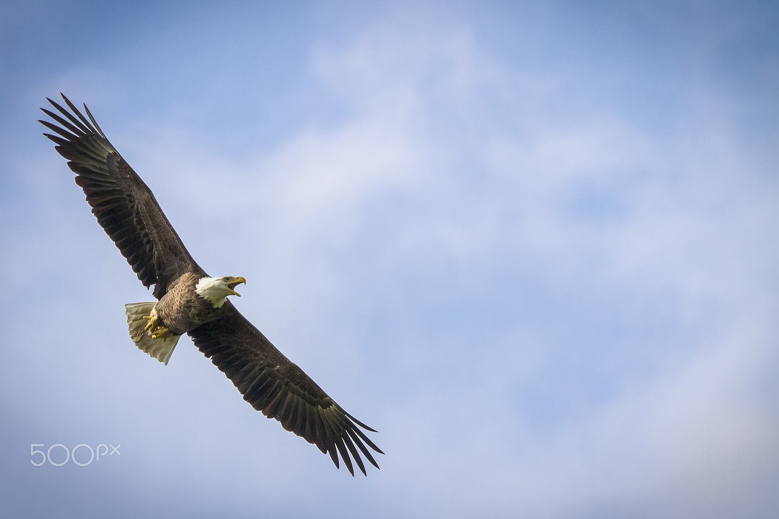 Canon EOS 7D + Canon EF 400mm f/2.8L sample photo. Bald eagle in flight photography