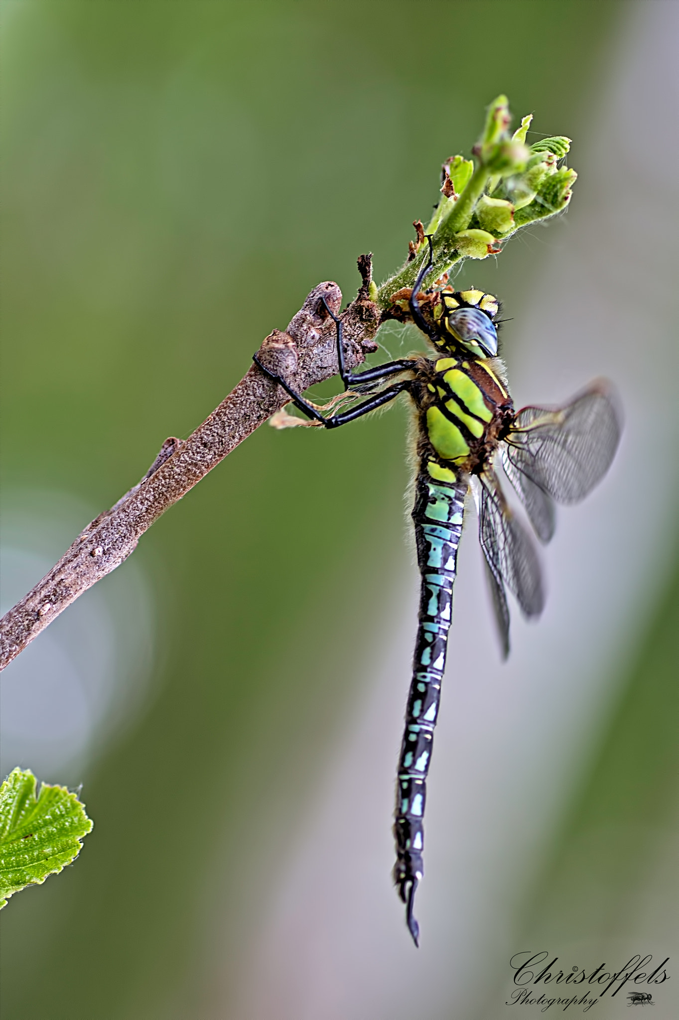 Sigma 70mm F2.8 EX DG Macro sample photo. Grote keizerlibel (anax imperator) photography