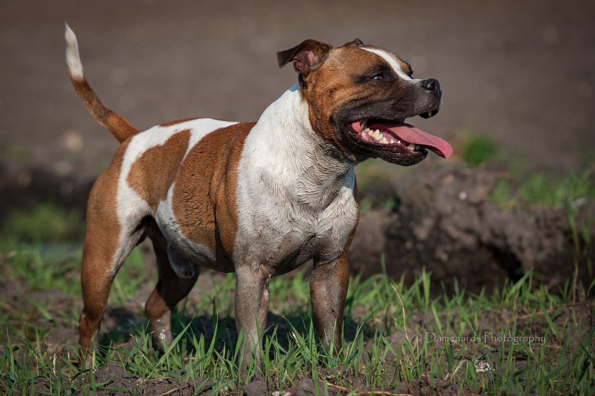 Canon EOS-1Ds Mark III sample photo. Staffords summertime photography