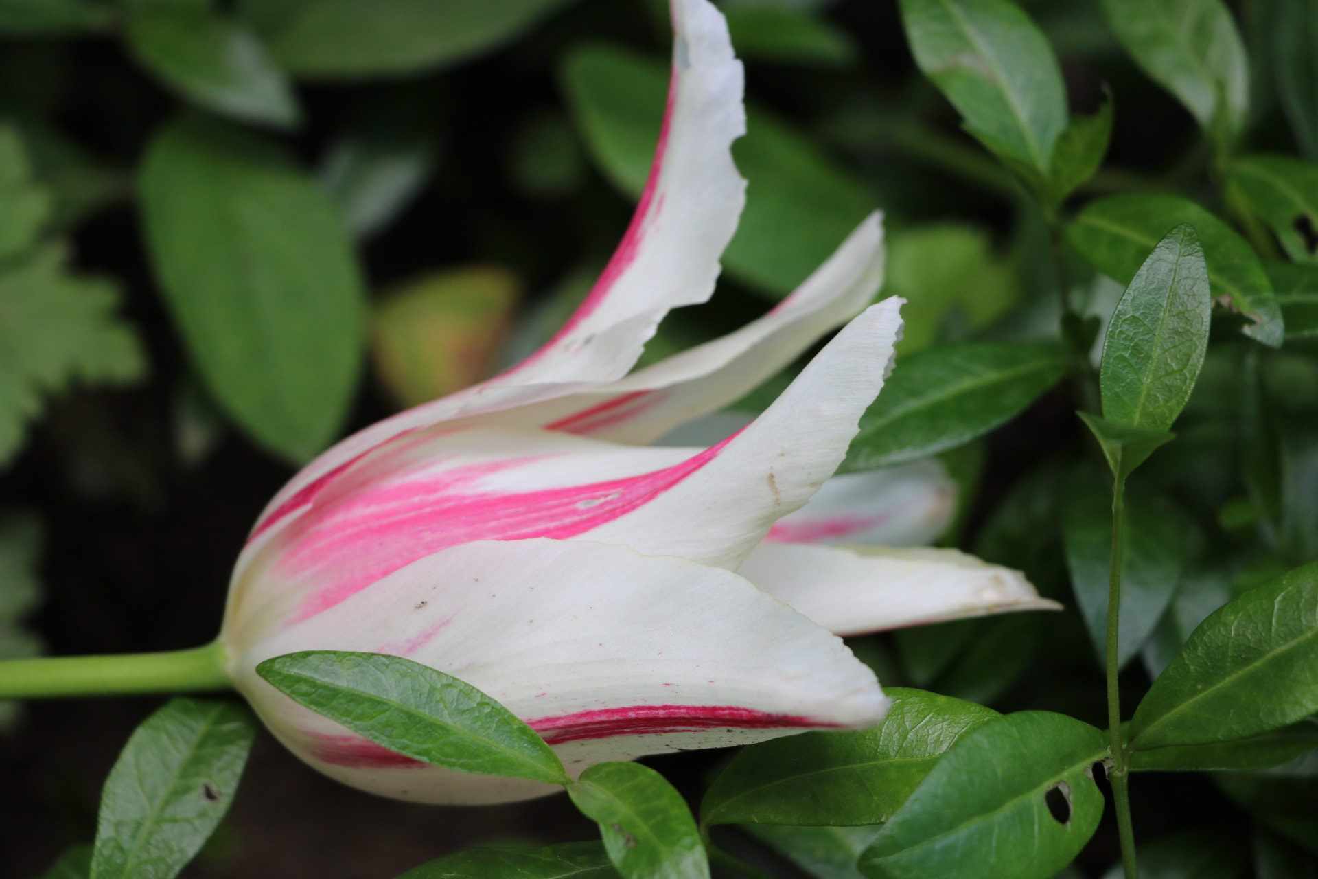 Canon EOS 750D (EOS Rebel T6i / EOS Kiss X8i) sample photo. Tulip photography