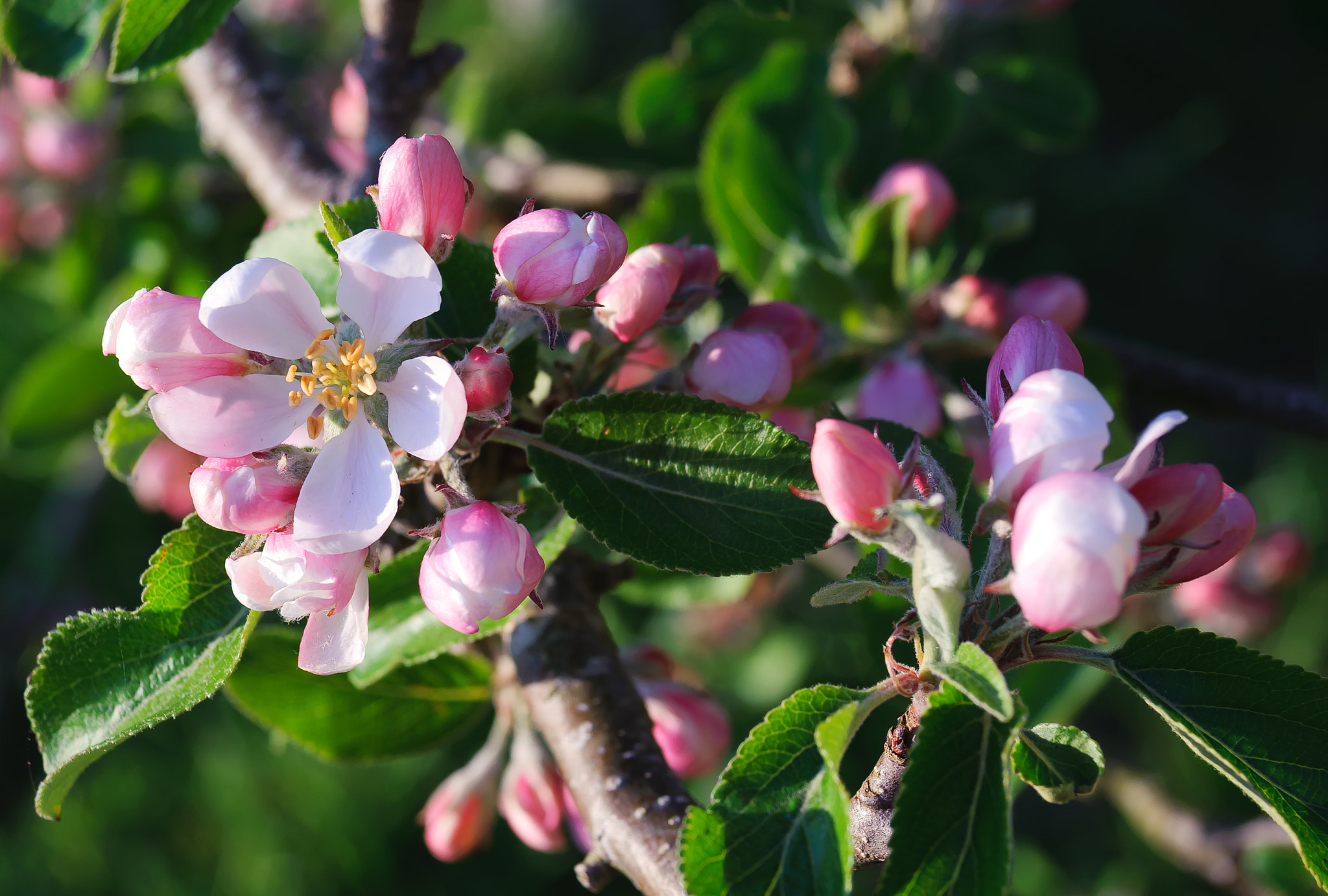AF Zoom-Nikkor 28-80mm f/3.3-5.6G sample photo. Apple blossom photography