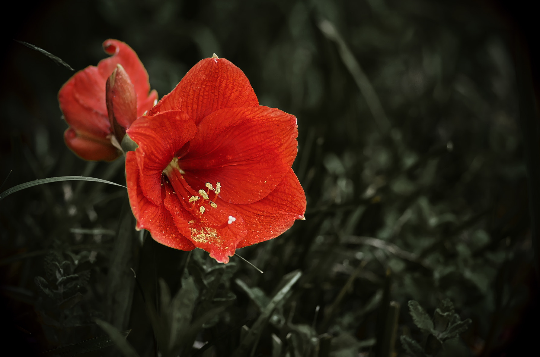 Pentax K-50 + Pentax smc D-FA 100mm F2.8 Macro WR sample photo. Red trumpet 2 photography