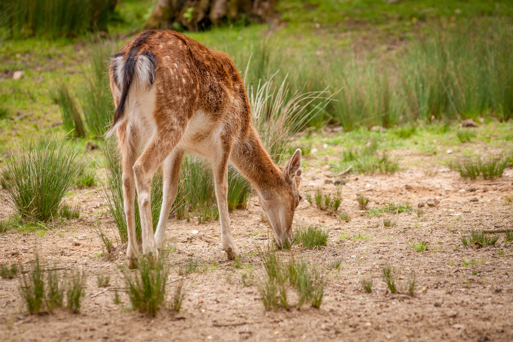 Sigma 70-300mm F4-5.6 APO DG Macro sample photo. Fallow deer photography