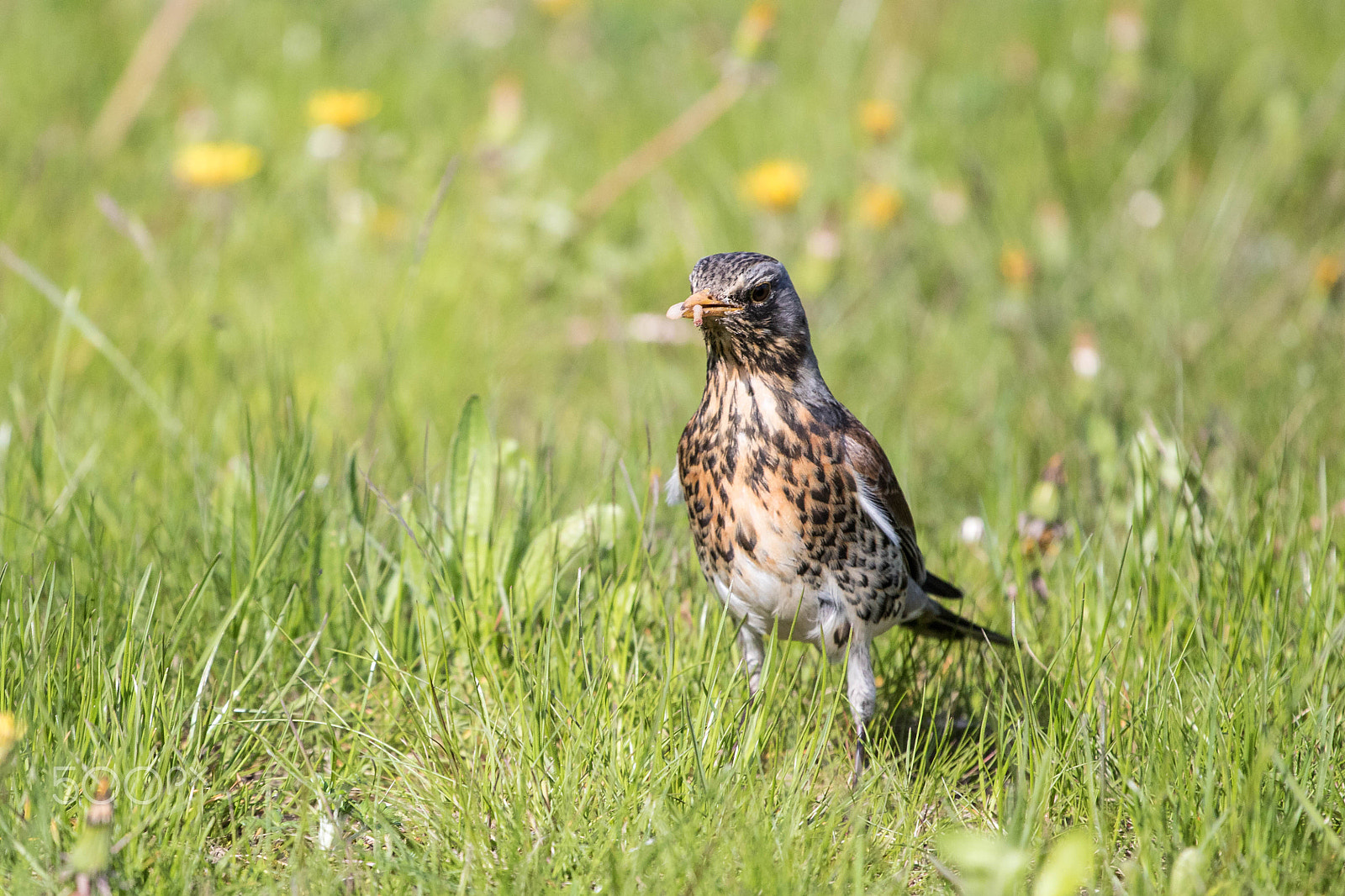 Canon EOS 760D (EOS Rebel T6s / EOS 8000D) + Canon EF 70-200mm F4L USM sample photo. Fieldfare's brunch photography