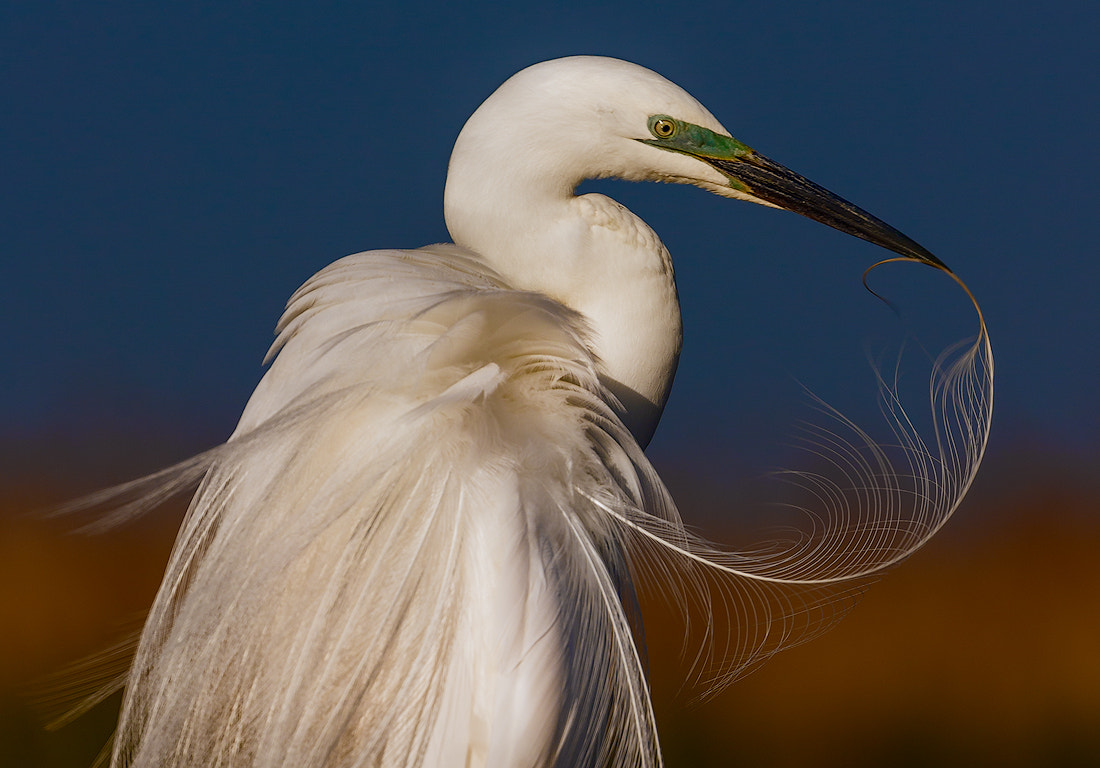 Canon EF 100-400mm F4.5-5.6L IS II USM sample photo. Feather photography