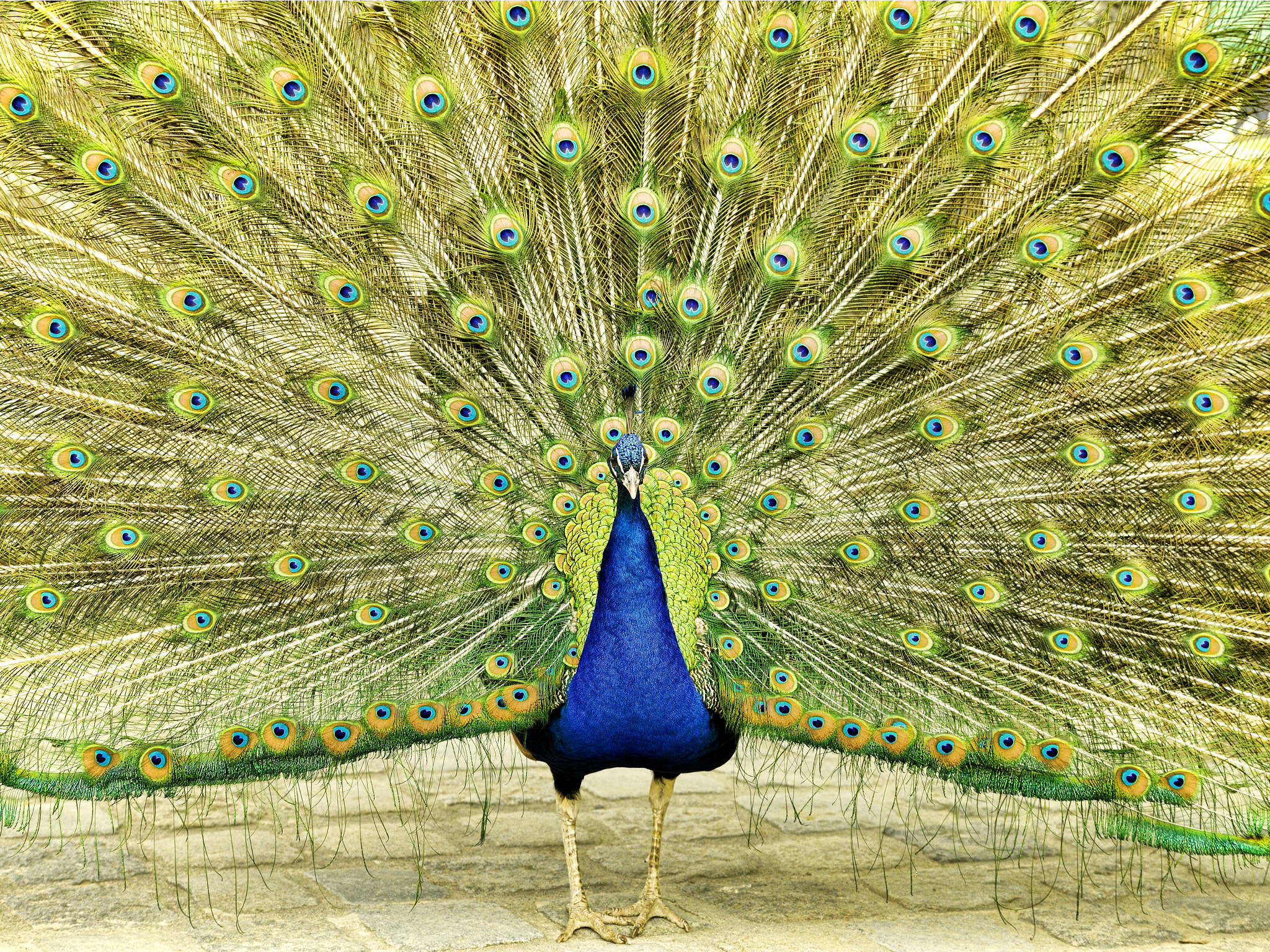 Nikon D3X sample photo. Colorful photography