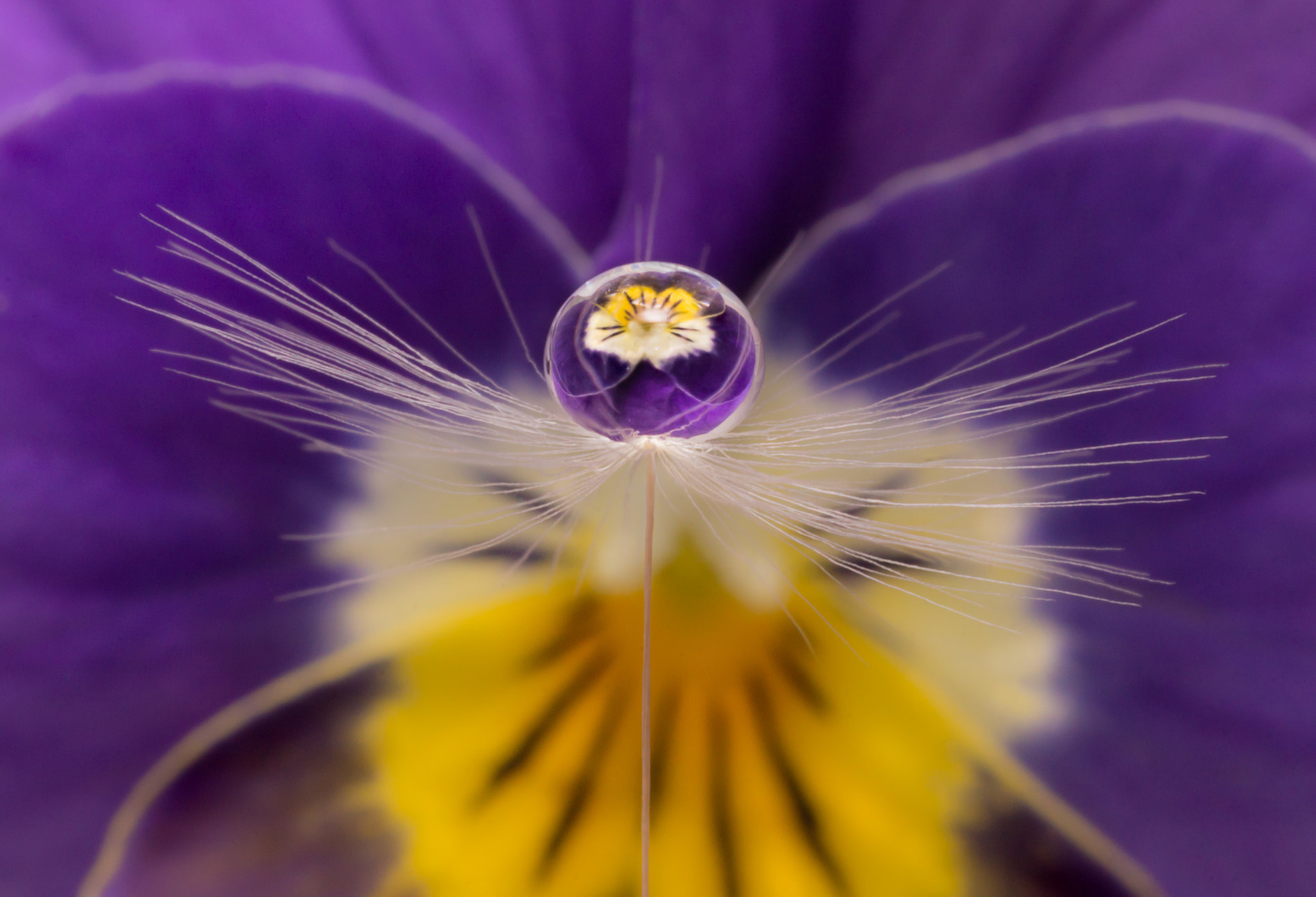 Tamron SP AF 90mm F2.8 Di Macro sample photo. Dandelion photography