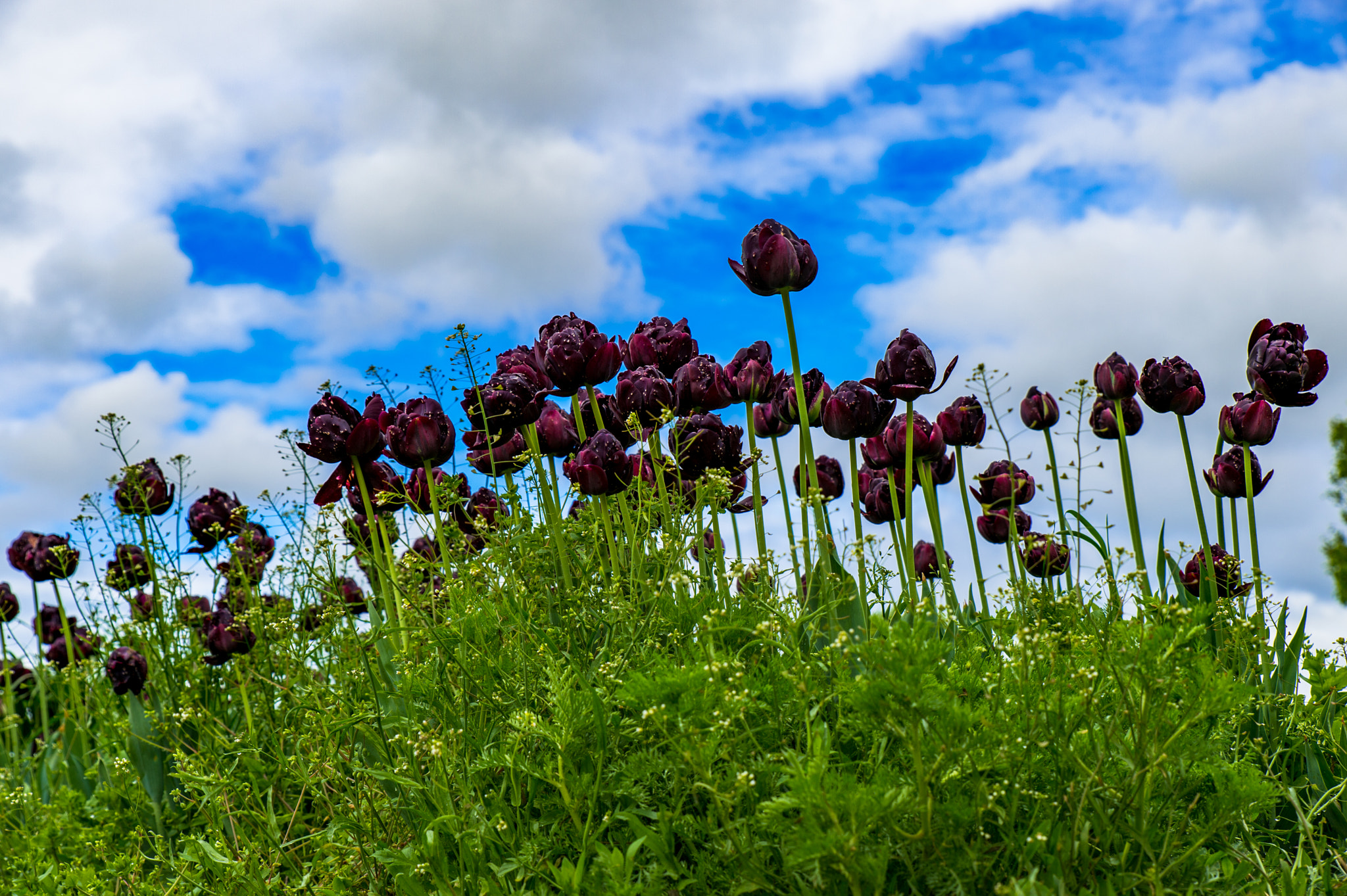 Nikon Df sample photo. Tulips photography