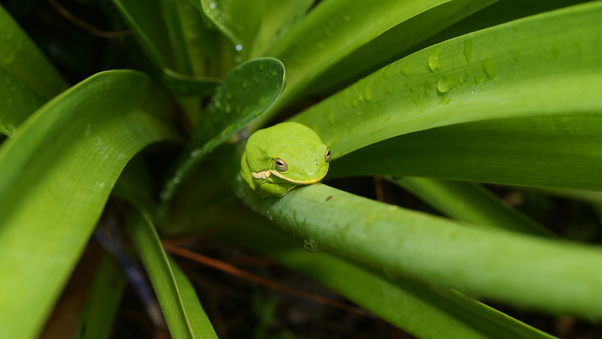 Sony Alpha DSLR-A900 + Tamron SP AF 90mm F2.8 Di Macro sample photo. Rest time photography