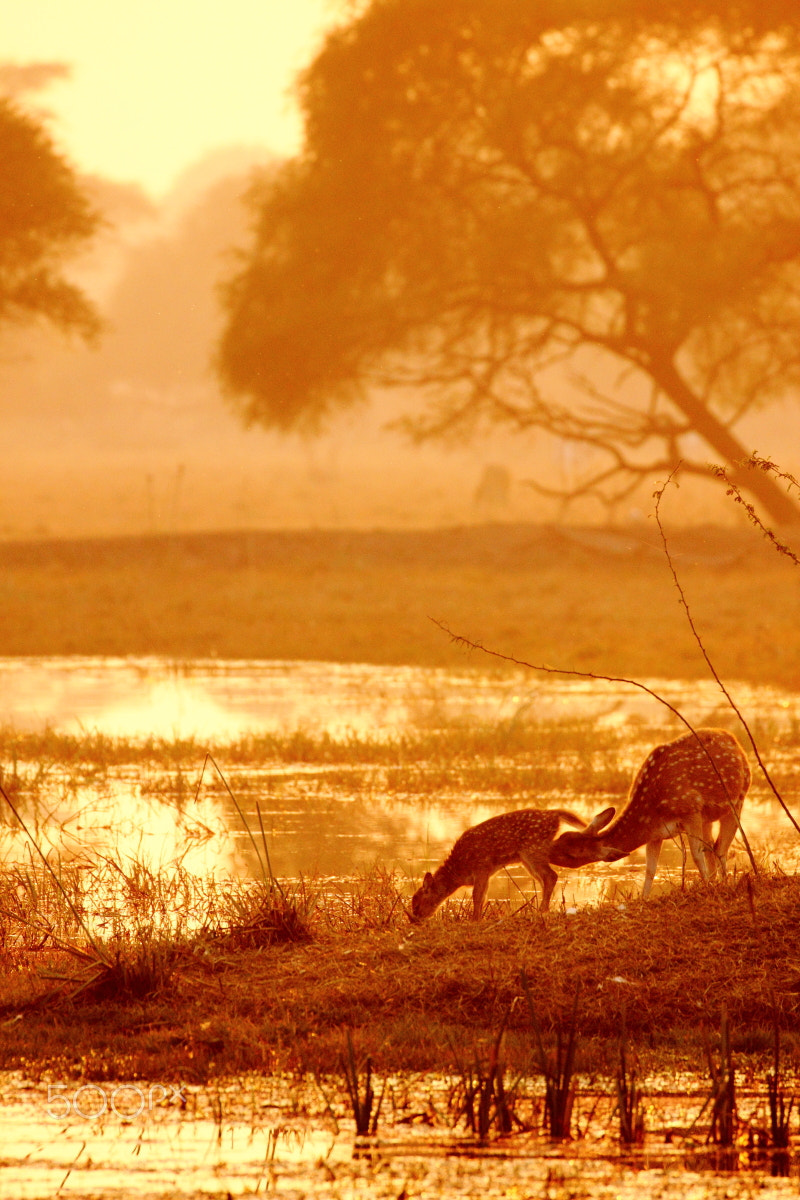 Canon EF 100-400mm F4.5-5.6L IS II USM sample photo. Spotted deer foe and fawn photography