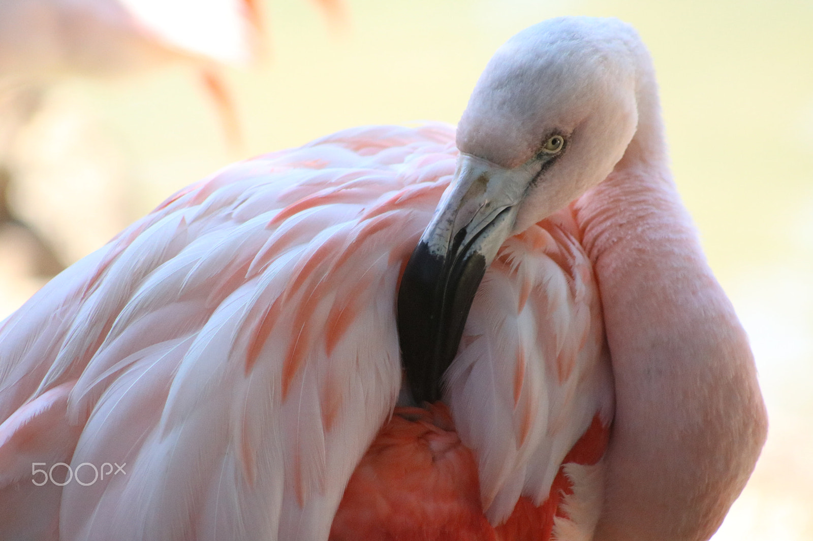 Canon EF 75-300mm f/4-5.6 USM sample photo. Flamingo 7044 photography