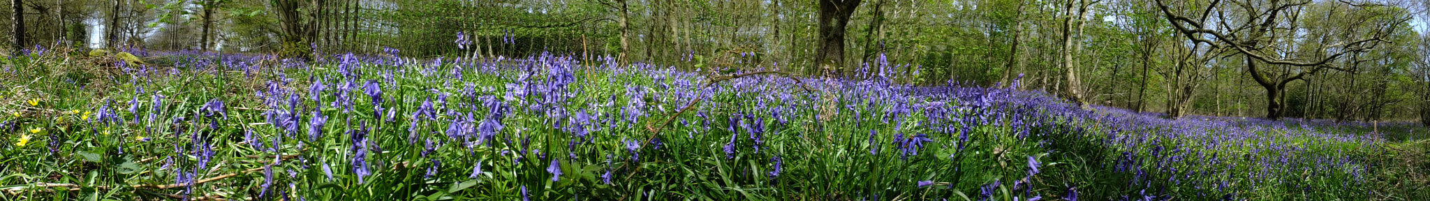 Fujifilm FinePix F770EXR (FinePix F775EXR) sample photo. Bluebell panorama at thorner woods leeds photography