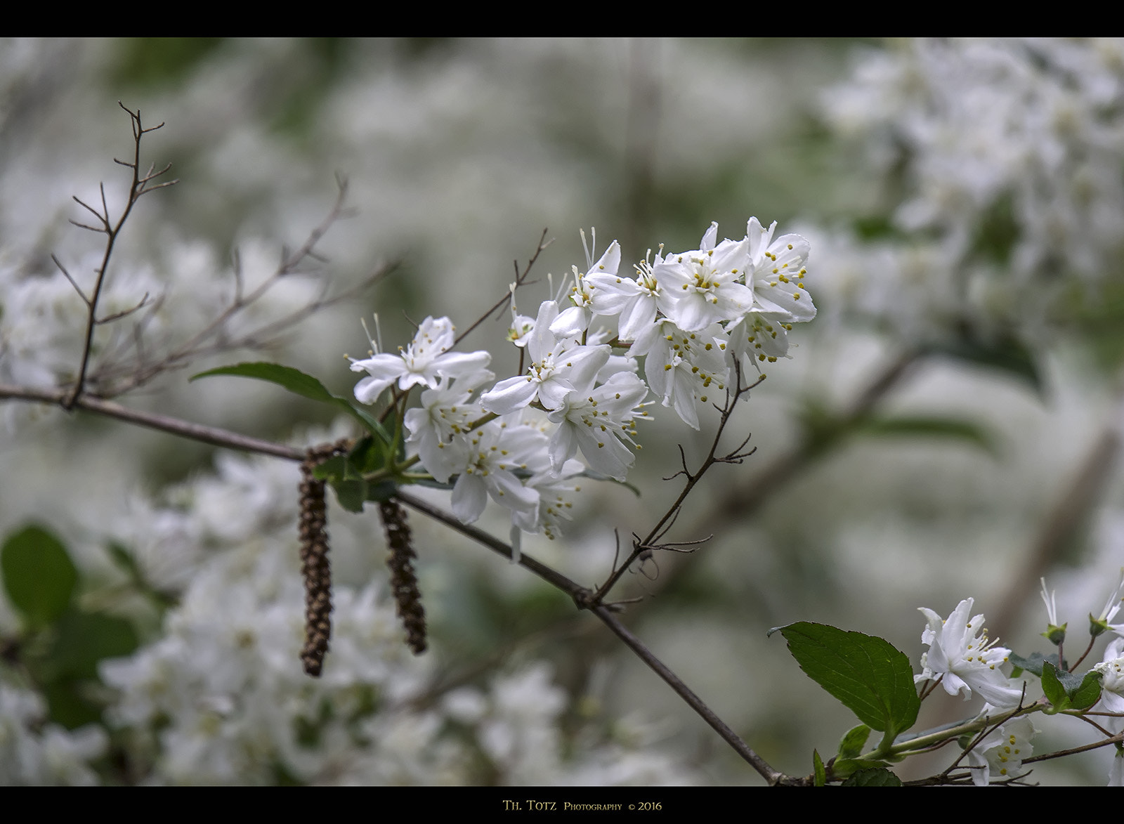 Olympus OM-D E-M5 + LUMIX G VARIO 45-150/F4.0-5.6 sample photo. White blossoms photography