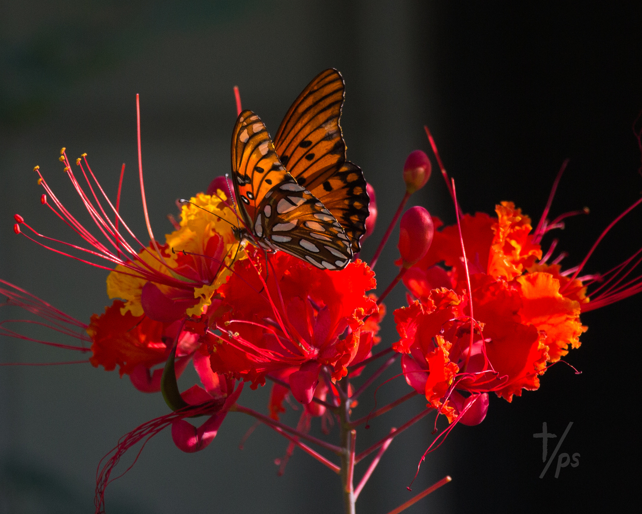 Canon EF-S 18-135mm F3.5-5.6 IS STM sample photo. Nature's love photography