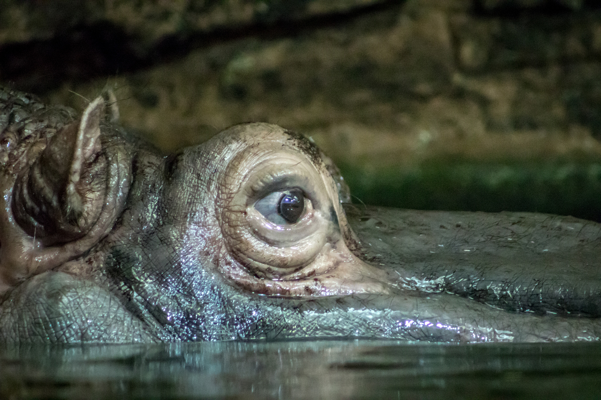 Canon EF 75-300mm f/4-5.6 USM sample photo. Eye of the hippo photography