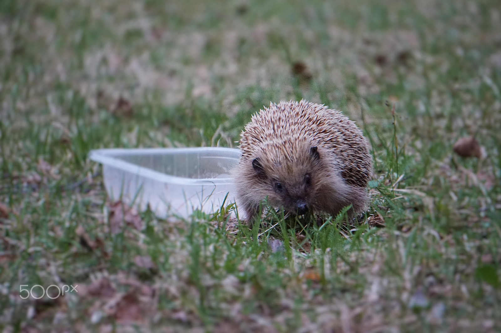 Sony E 55-210mm F4.5-6.3 OSS sample photo. Hedgehog photography