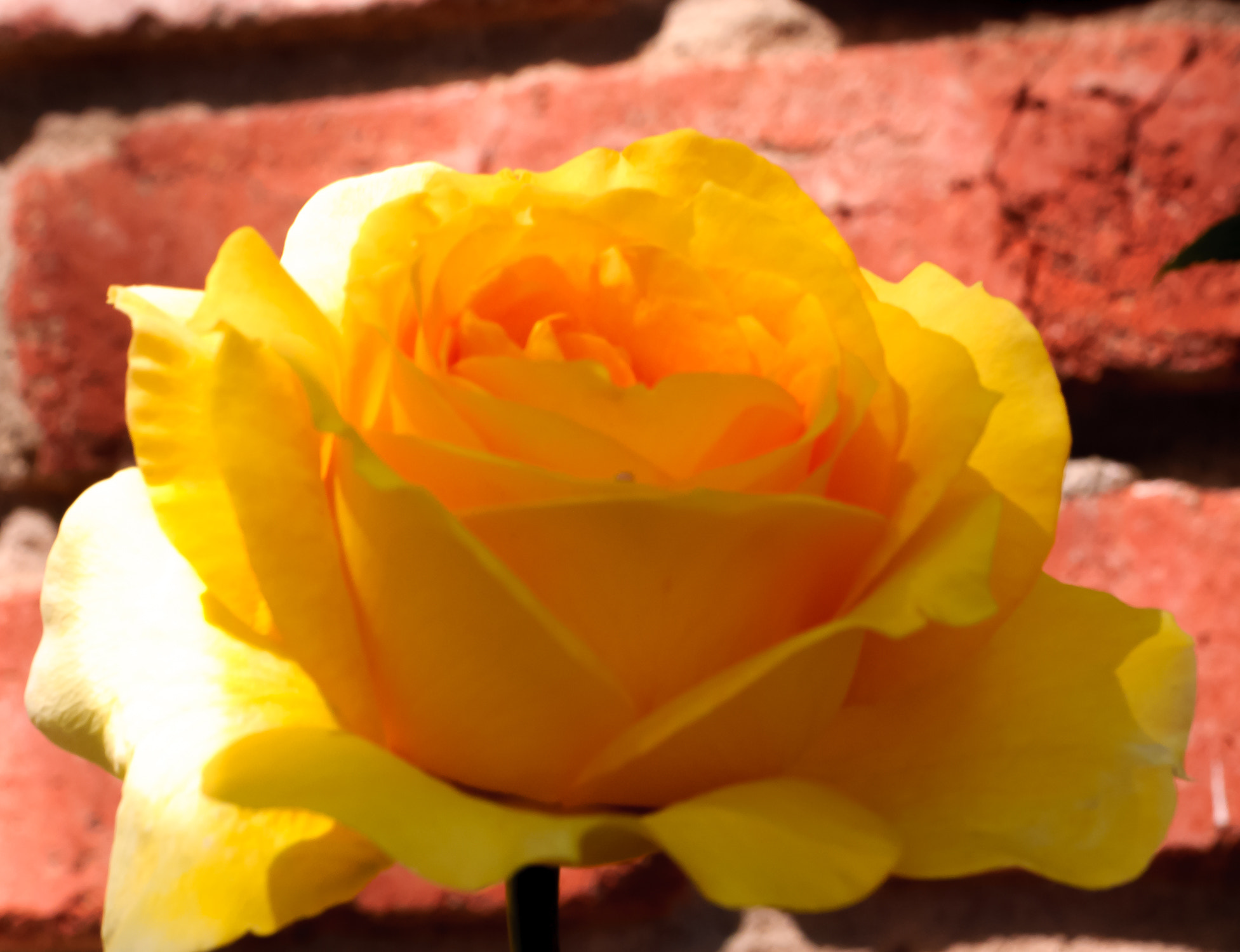Nikon D80 sample photo. Large yellow rose in full bloom photography