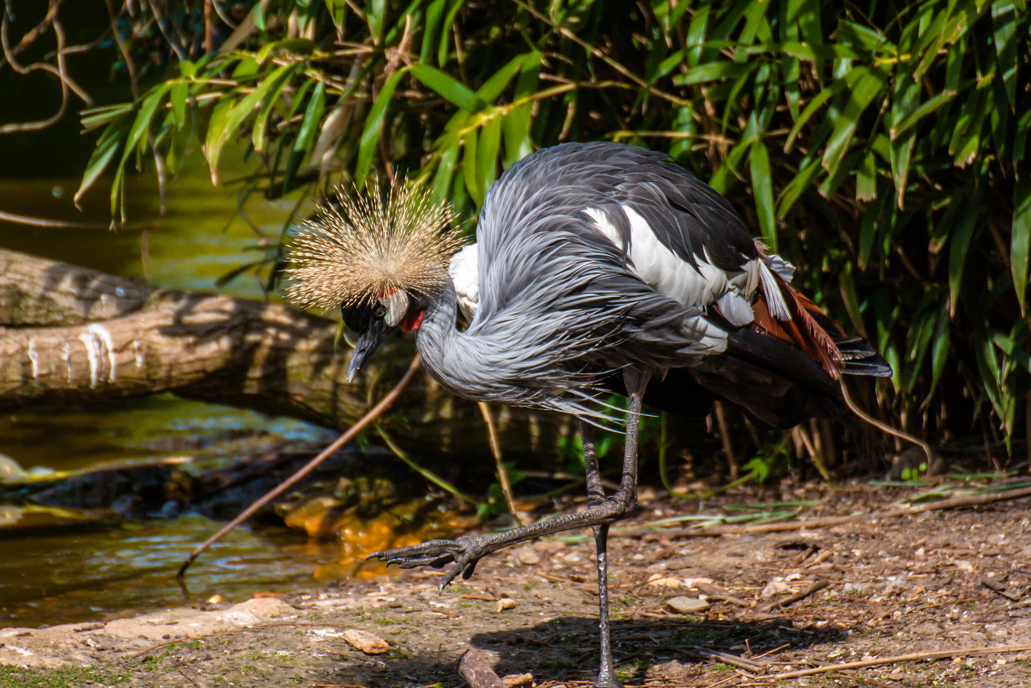 Canon EOS 450D (EOS Rebel XSi / EOS Kiss X2) sample photo. Black crowned crane photography