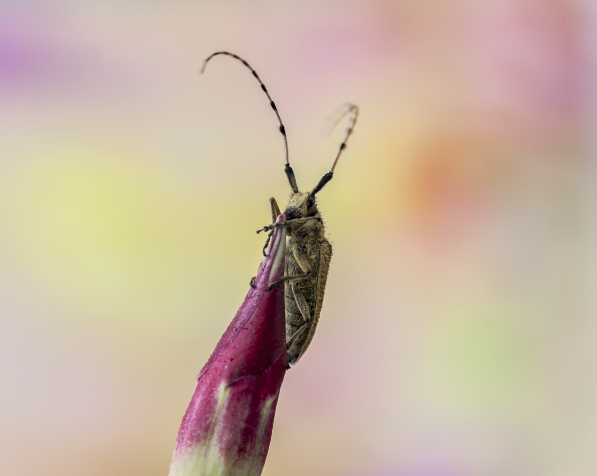 Sigma APO Macro 180mm F3.5 EX DG HSM sample photo. En el trono photography