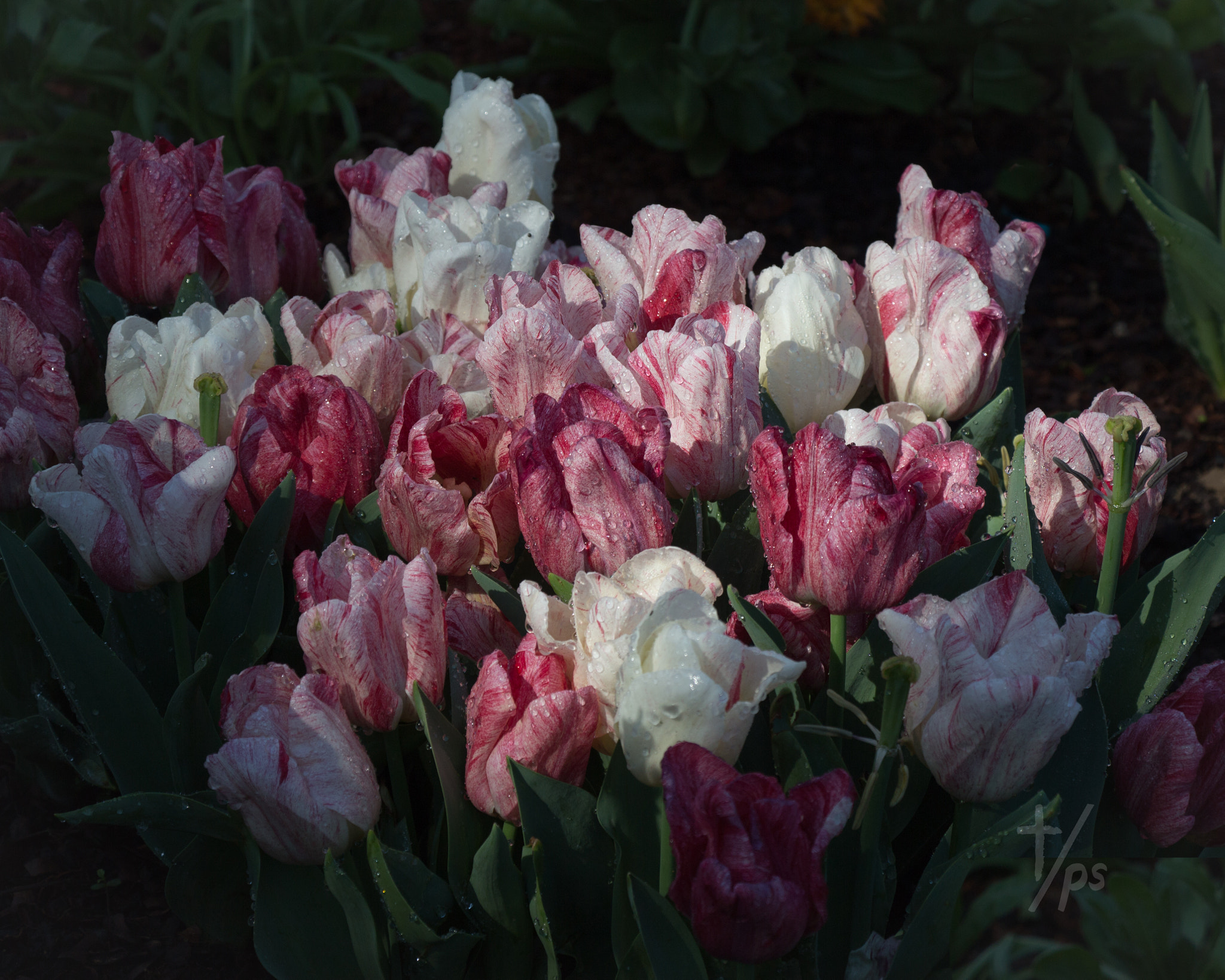 Canon EF-S 18-135mm F3.5-5.6 IS STM sample photo. Morning tulips photography