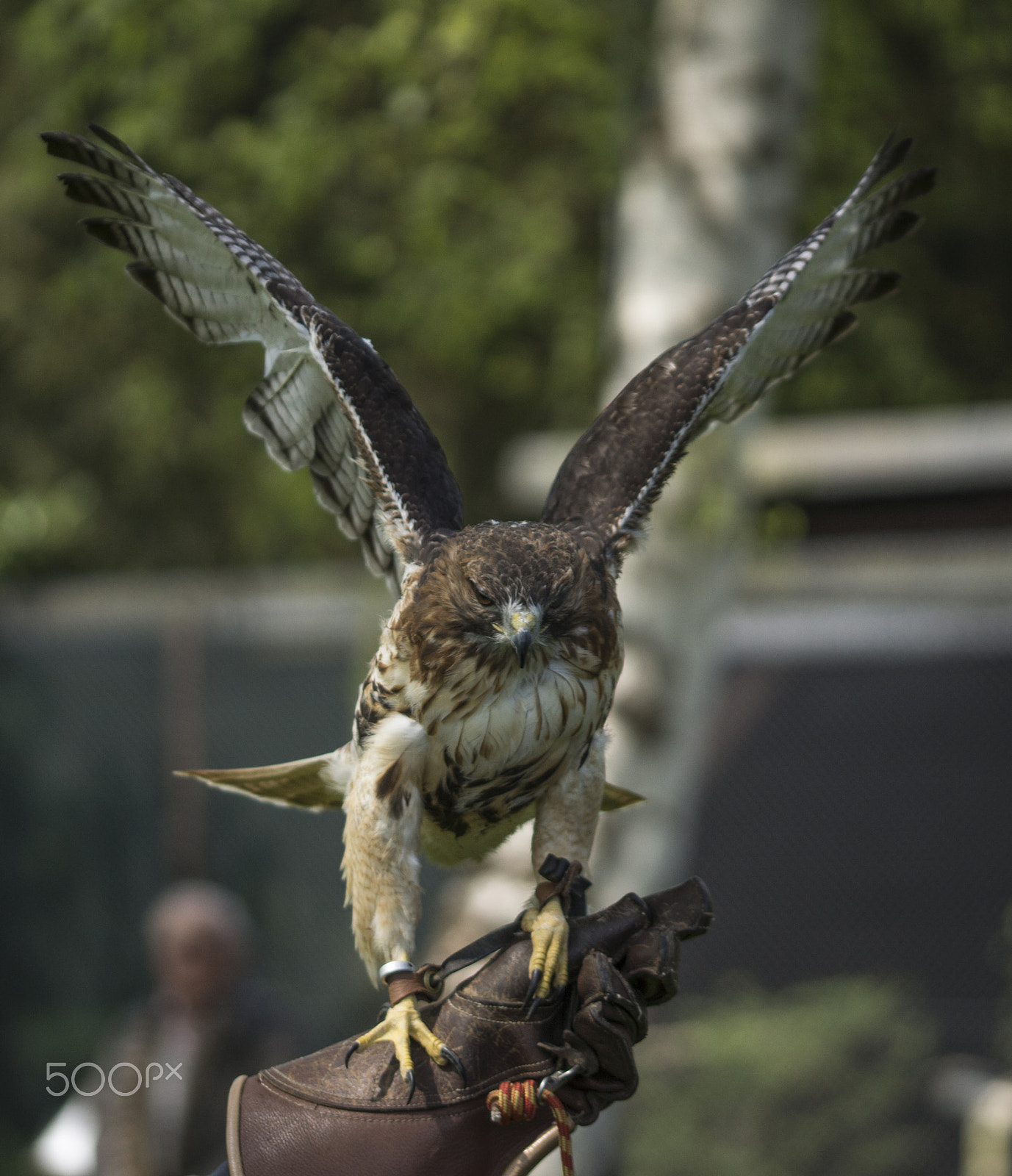 Sony SLT-A77 + 105mm F2.8 sample photo. Habicht abheben photography