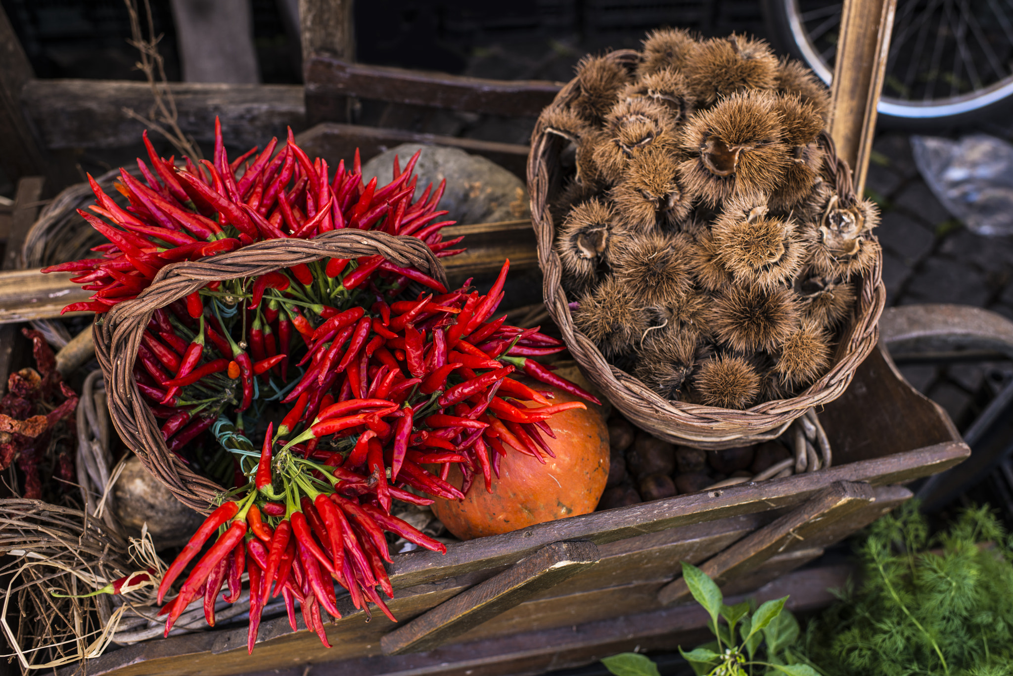 Nikon D800E + Nikon AF-S Nikkor 35mm F1.4G sample photo. Chili photography