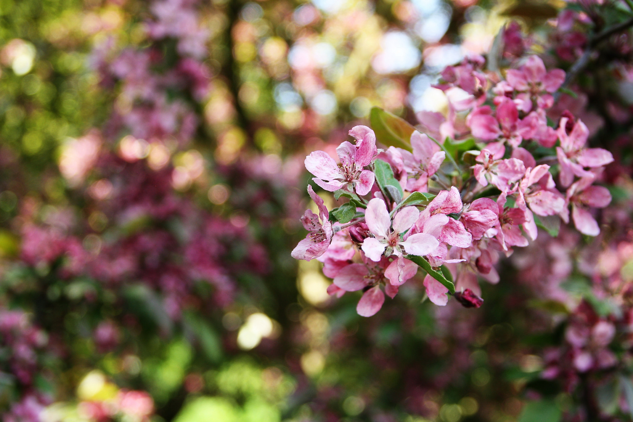 Sigma 18-125mm F3.8-5.6 DC OS HSM sample photo. Paints of spring photography