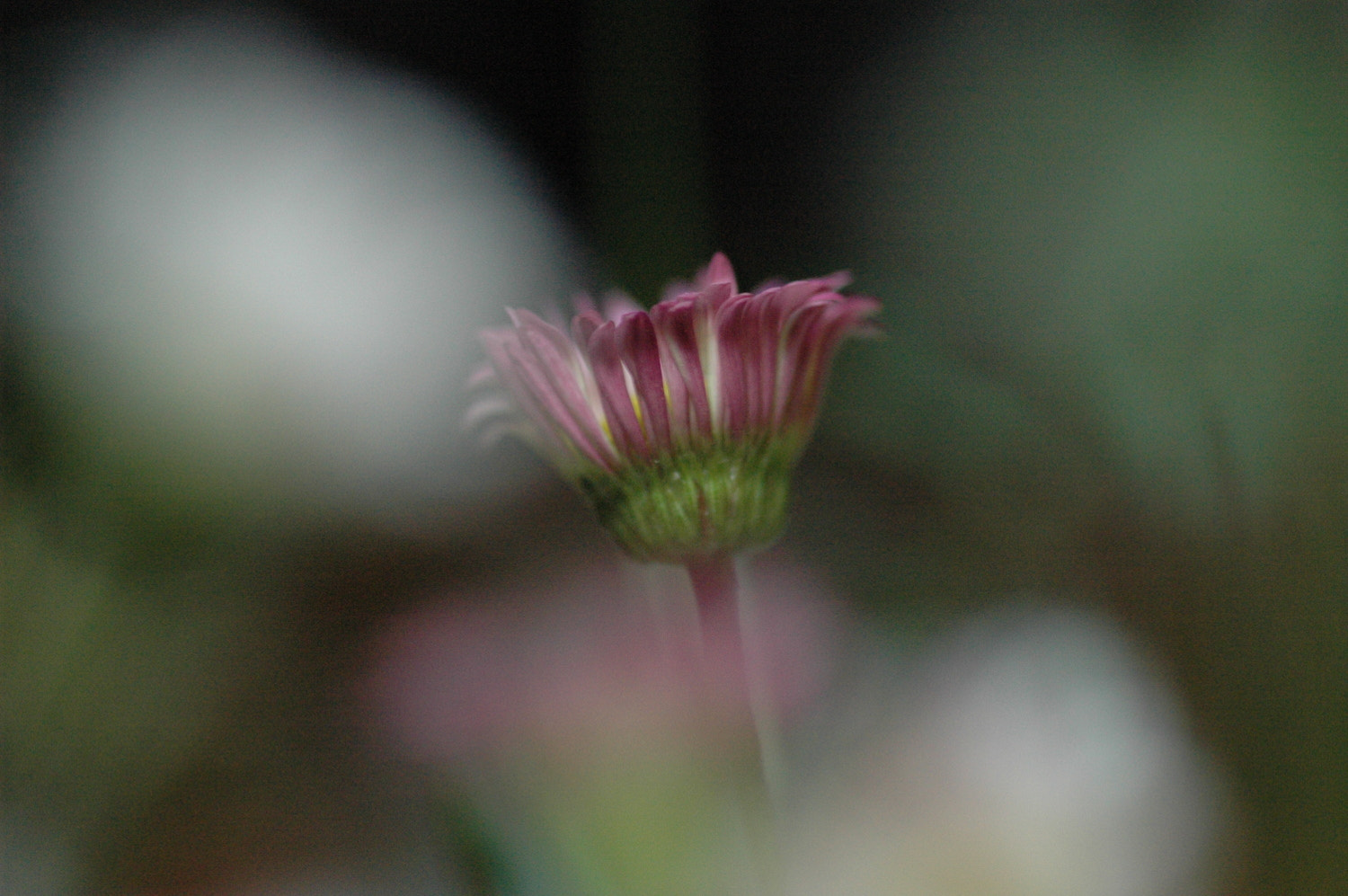 Nikon D70s + Sigma Macro 90mm F2.8 sample photo. A photography