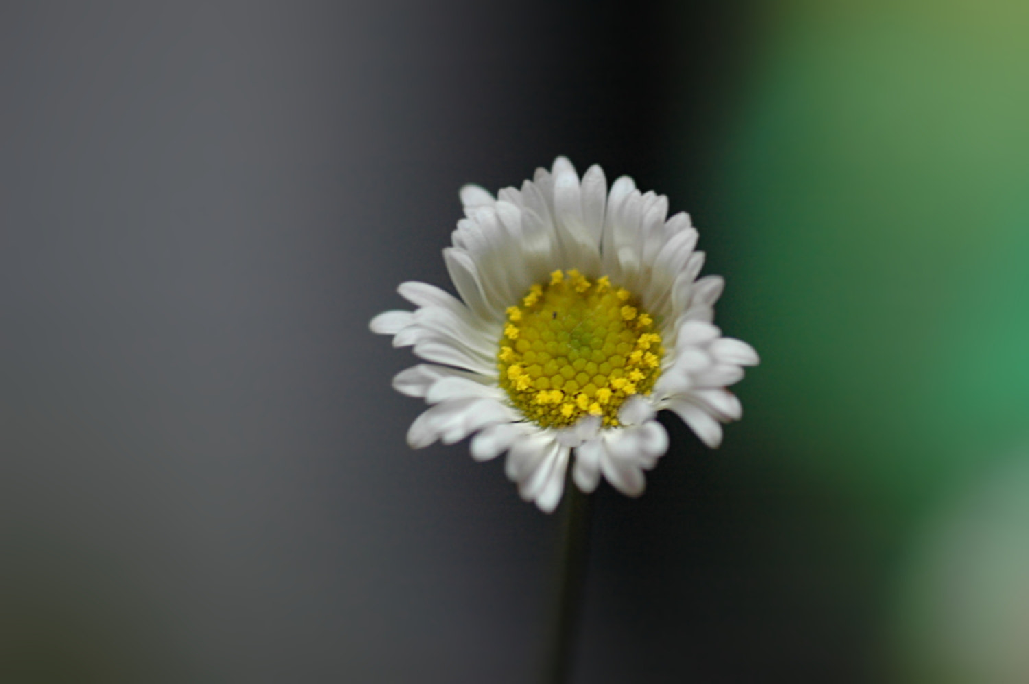 Nikon D70s + Sigma Macro 90mm F2.8 sample photo. A photography