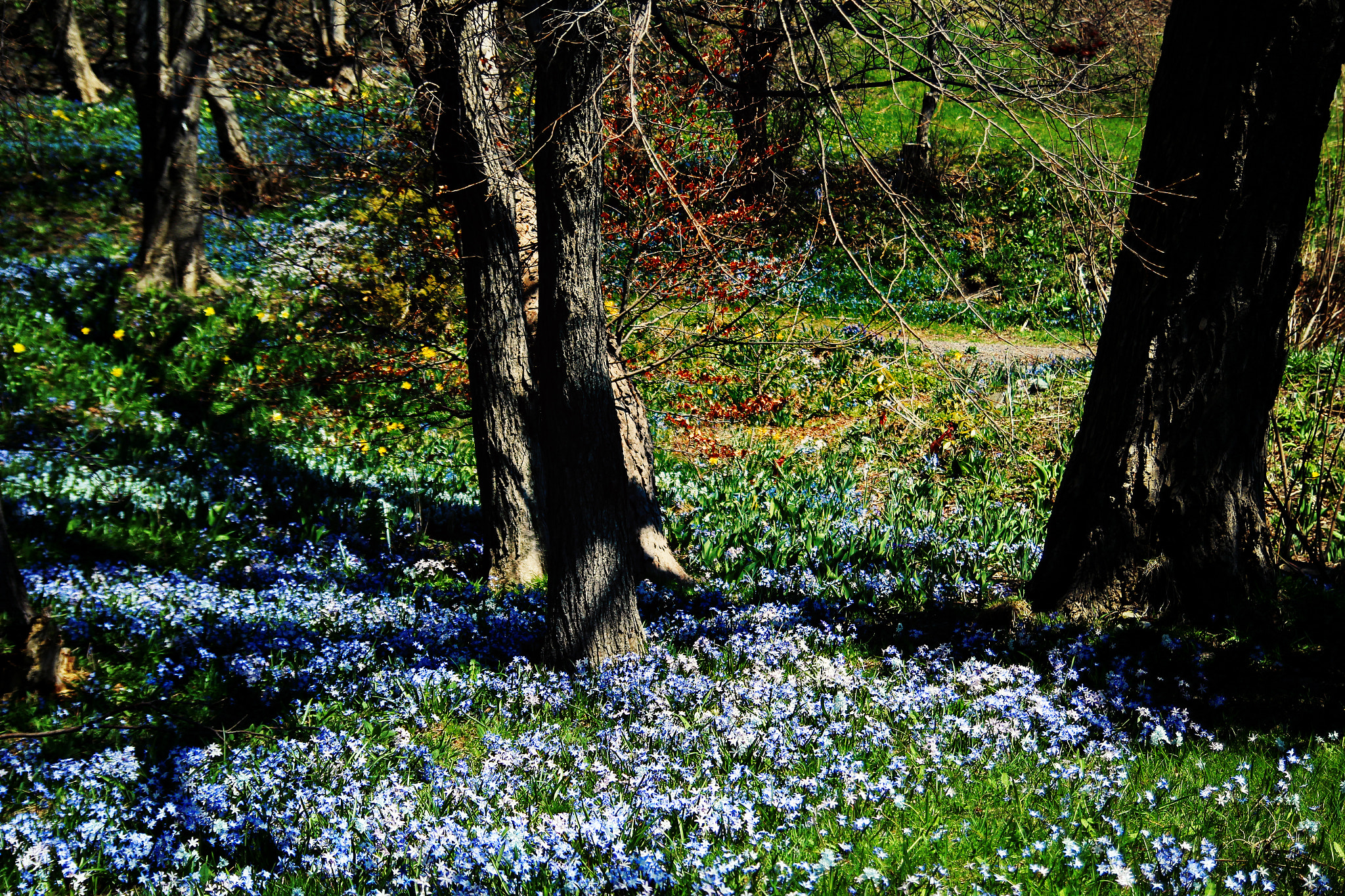 Canon EOS 600D (Rebel EOS T3i / EOS Kiss X5) sample photo. Secret garden photography