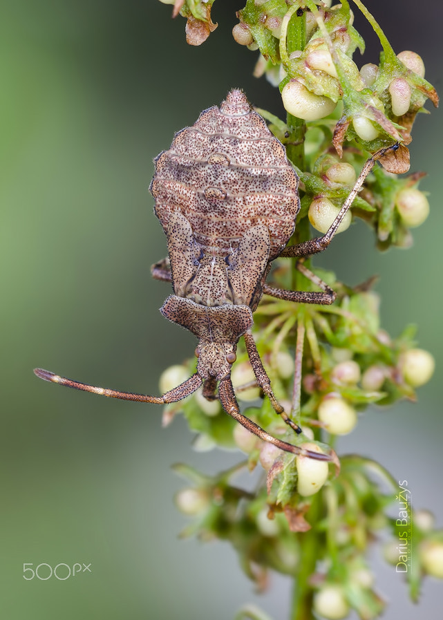 Sigma 150mm F2.8 EX DG OS Macro HSM sample photo. Brown kind. photography