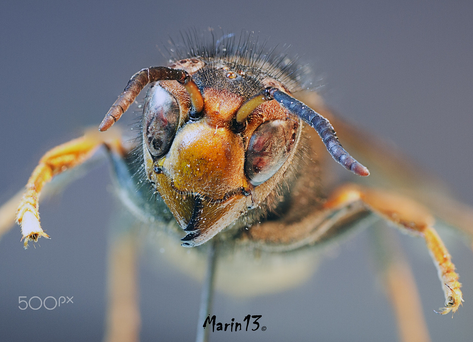 Sigma 70mm F2.8 EX DG Macro sample photo. Face of death photography