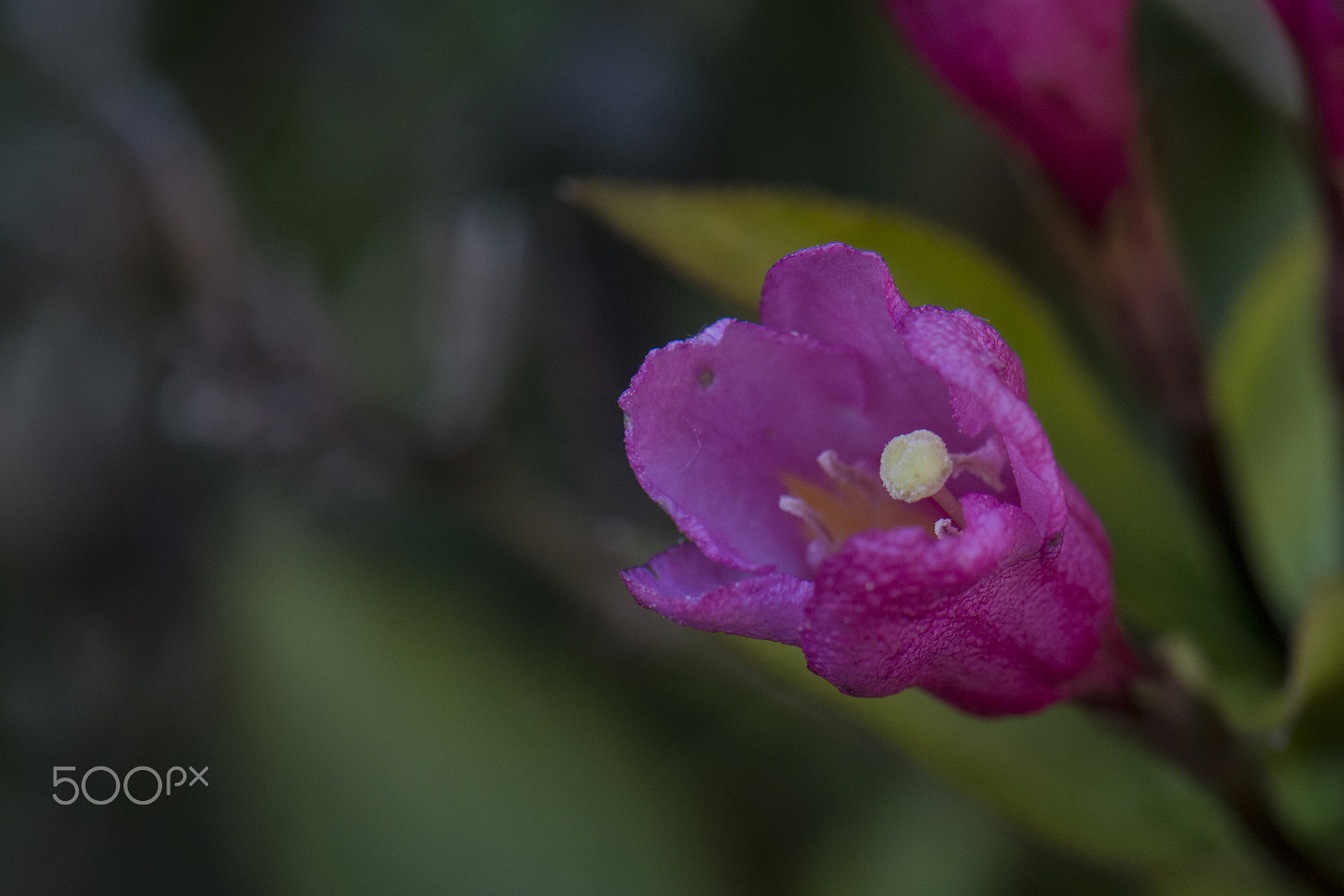 Nikon AF-S DX Micro-Nikkor 85mm F3.5G ED VR sample photo. Purple photography