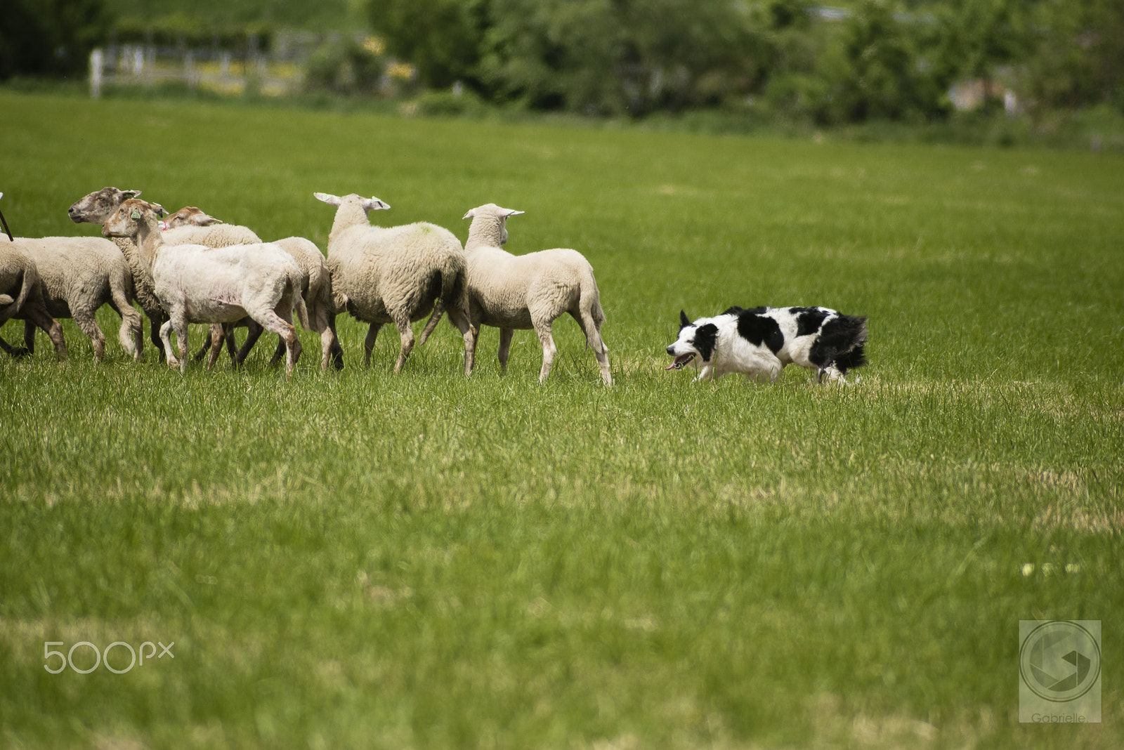 Nikon D750 + Tokina AT-X 400 AF SD (AF 400mm f/5.6) sample photo. Bodercollie @ work photography