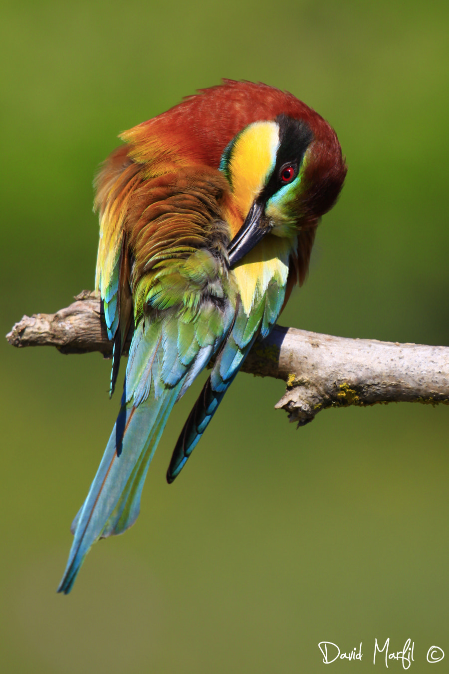 Canon EF 100-400mm F4.5-5.6L IS USM sample photo. Merops apiaster photography