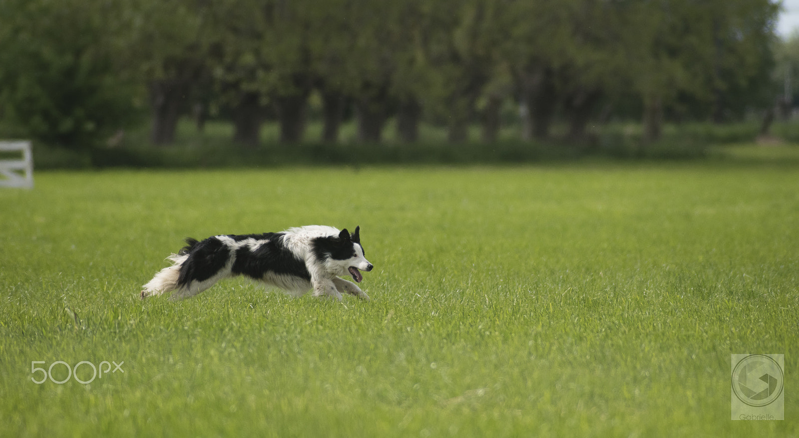 Nikon D750 + Tokina AT-X 400 AF SD (AF 400mm f/5.6) sample photo. Running border collie photography