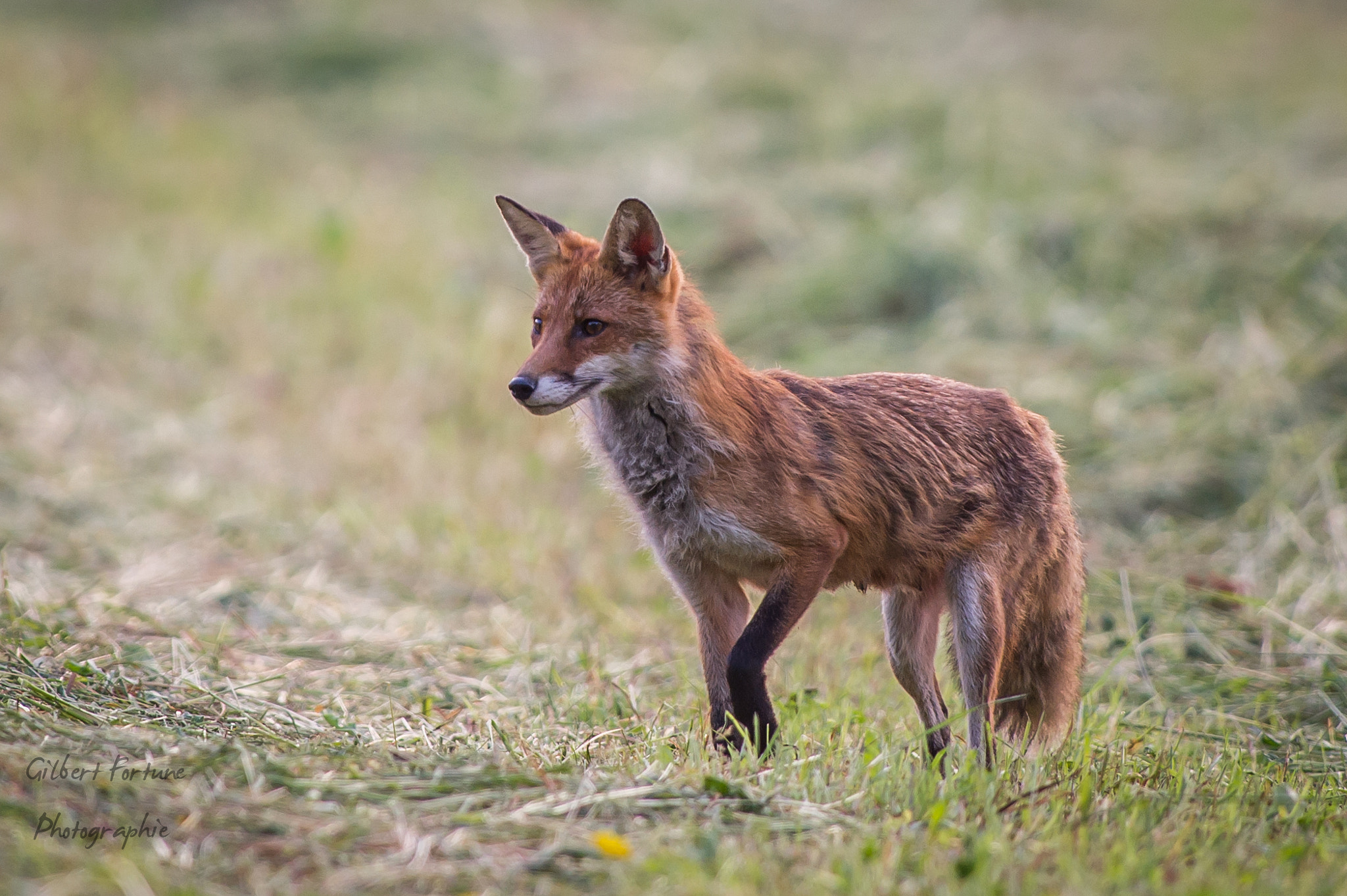 Nikon AF-S Nikkor 300mm F2.8G ED VR II sample photo. La renarde photography