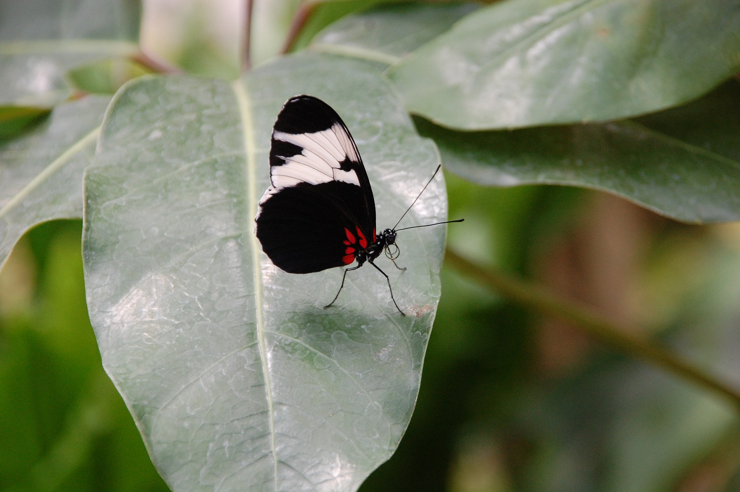 Nikon D40 + Sigma 18-200mm F3.5-6.3 DC sample photo. Butterfly photography