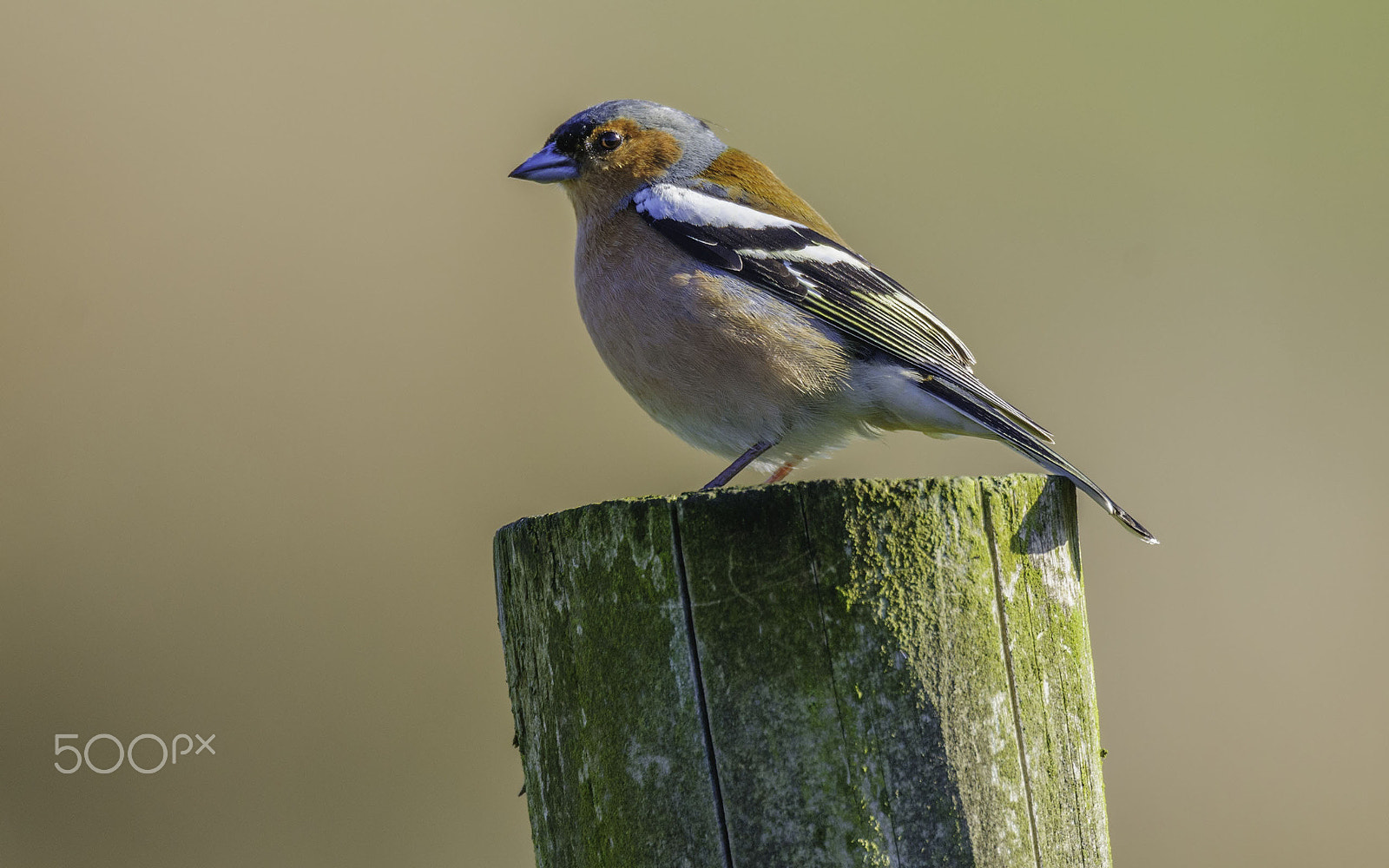 Nikon AF-S Nikkor 400mm F2.8E FL ED VR sample photo. Cock chaffinch photography