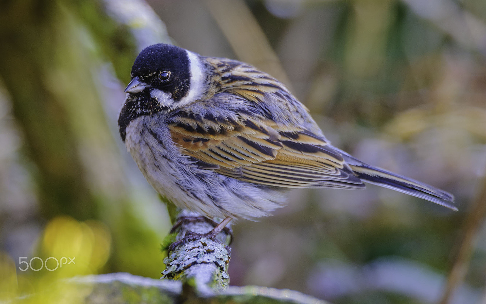 Nikon AF-S Nikkor 400mm F2.8E FL ED VR sample photo. Cock reed bunting photography