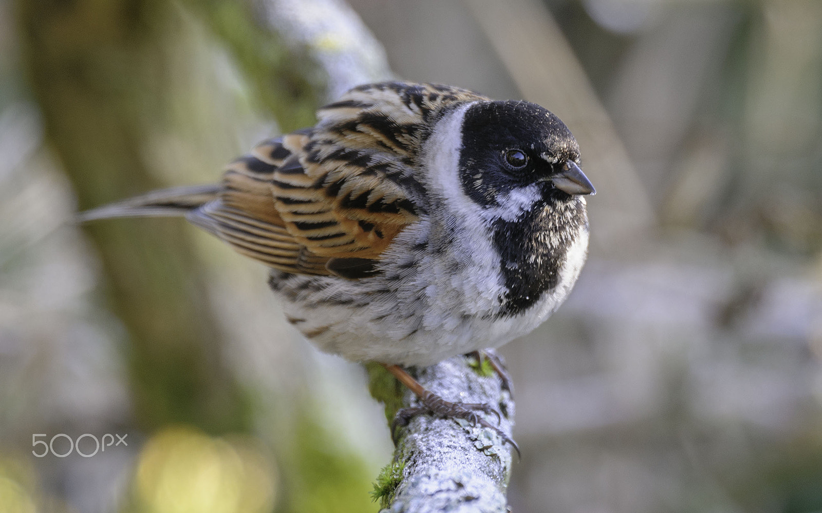 Nikon AF-S Nikkor 400mm F2.8E FL ED VR sample photo. Male reed bunting photography