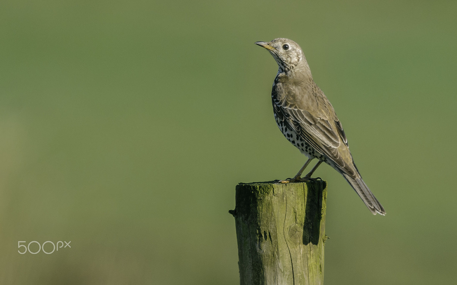 Nikon AF-S Nikkor 400mm F2.8E FL ED VR sample photo. Mistle thrush photography