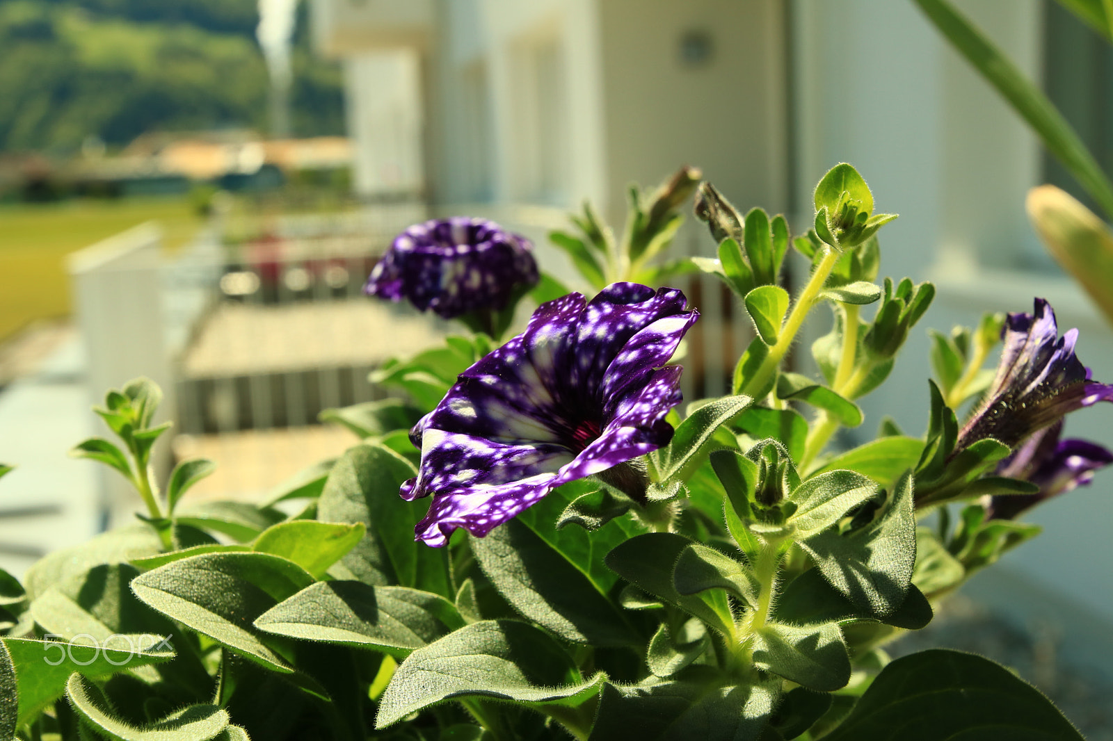 Canon EOS 750D (EOS Rebel T6i / EOS Kiss X8i) + Canon EF 300mm f/2.8L sample photo. Petunia night sky photography