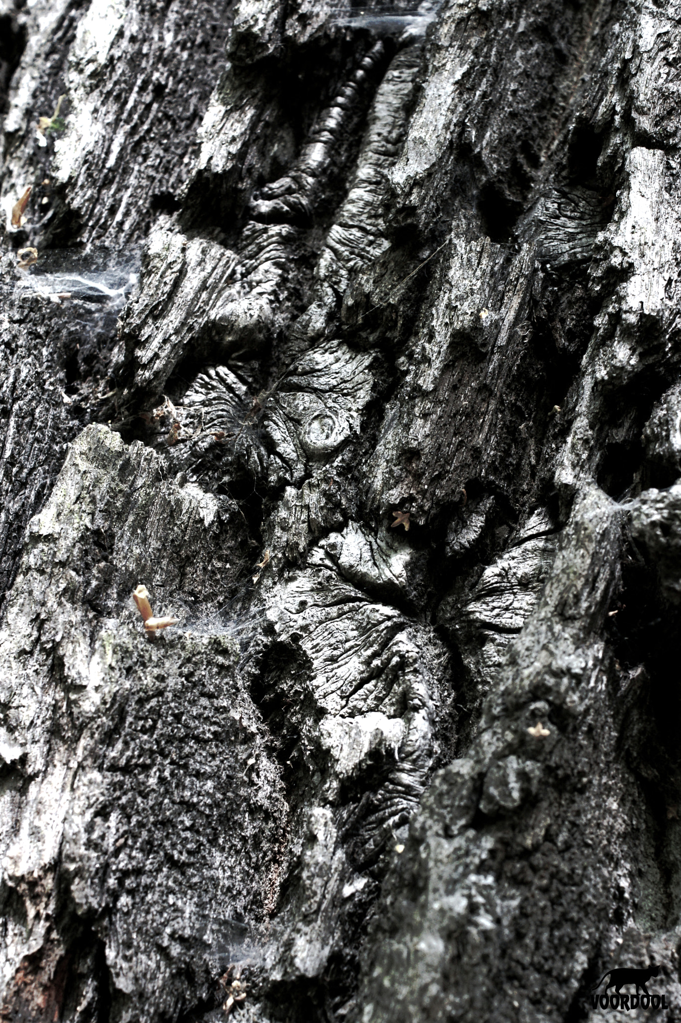 Sony Alpha DSLR-A700 + Sony DT 35mm F1.8 SAM sample photo. Elephant skin ??? photography