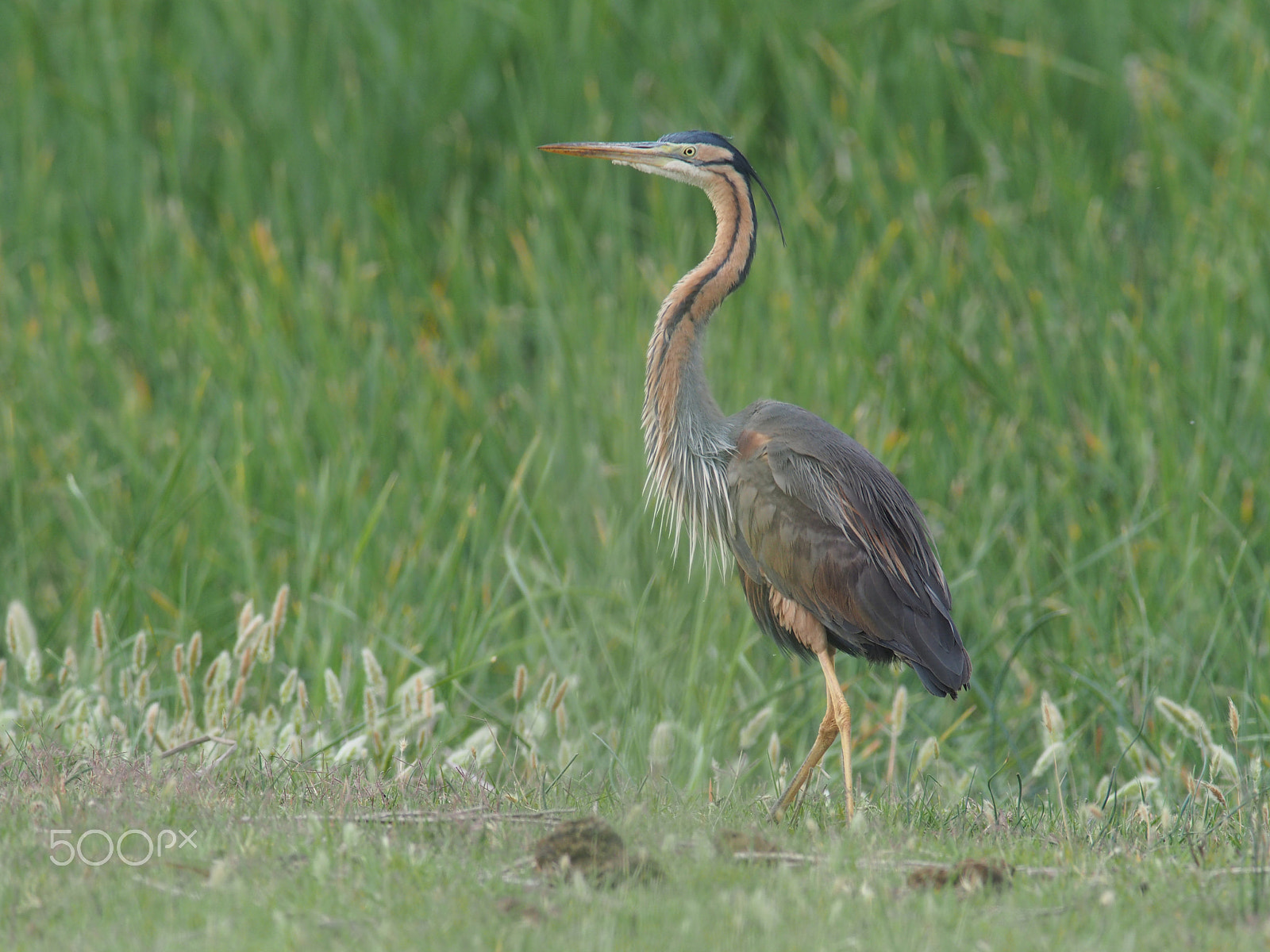 Olympus OM-D E-M5 + OLYMPUS 300mm Lens sample photo. Ardea purpurea ( purple heron - Πορφυροτσικνιάς ) photography