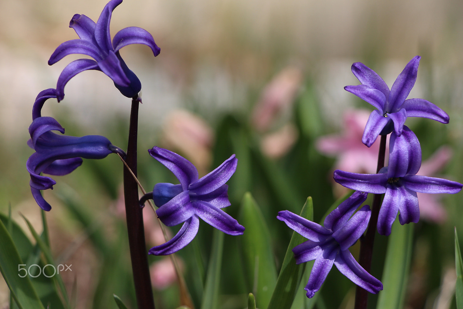 Canon EF-S 18-135mm F3.5-5.6 IS STM sample photo. Hyacinth photography