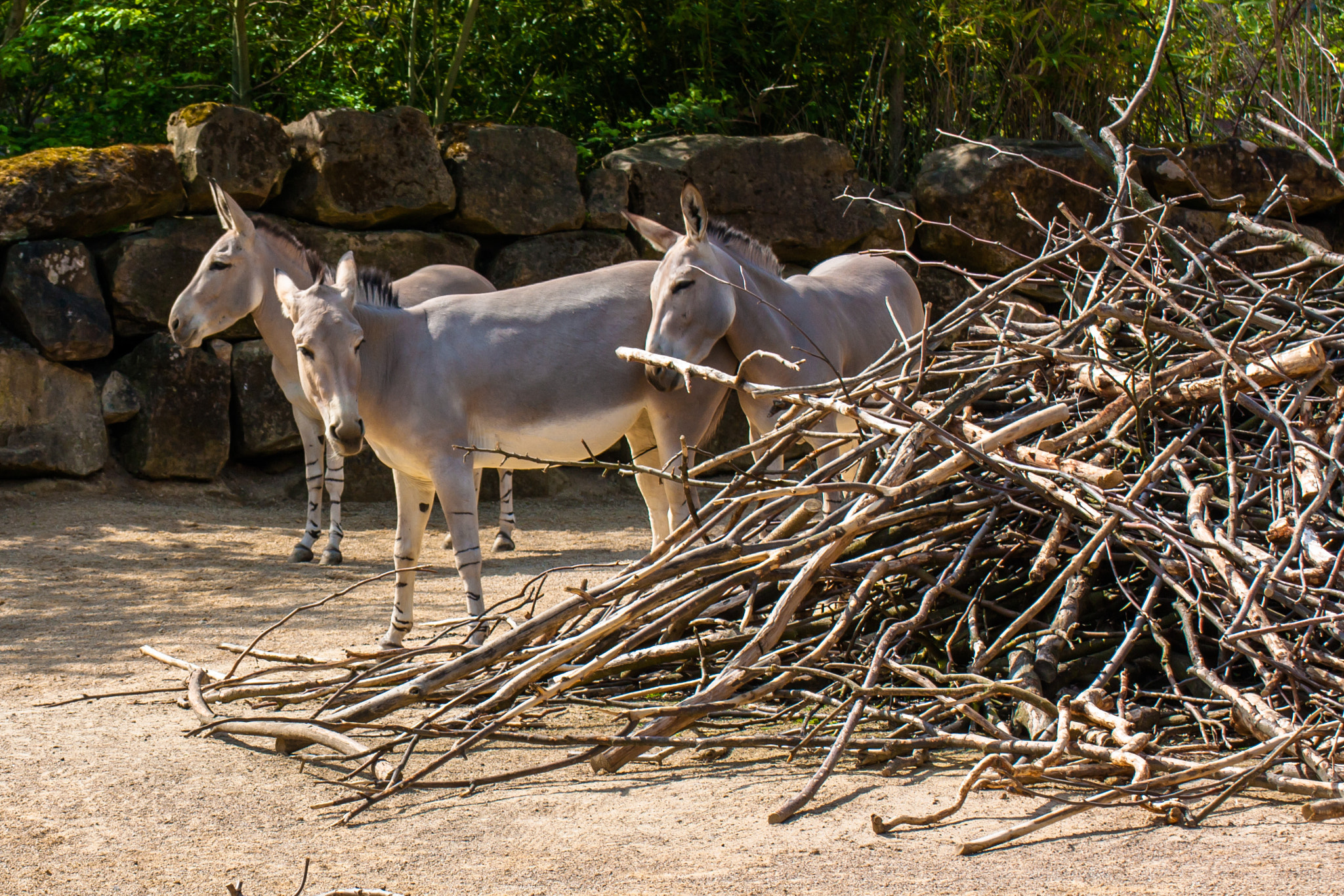 Canon EOS 450D (EOS Rebel XSi / EOS Kiss X2) sample photo. Donkeys photography