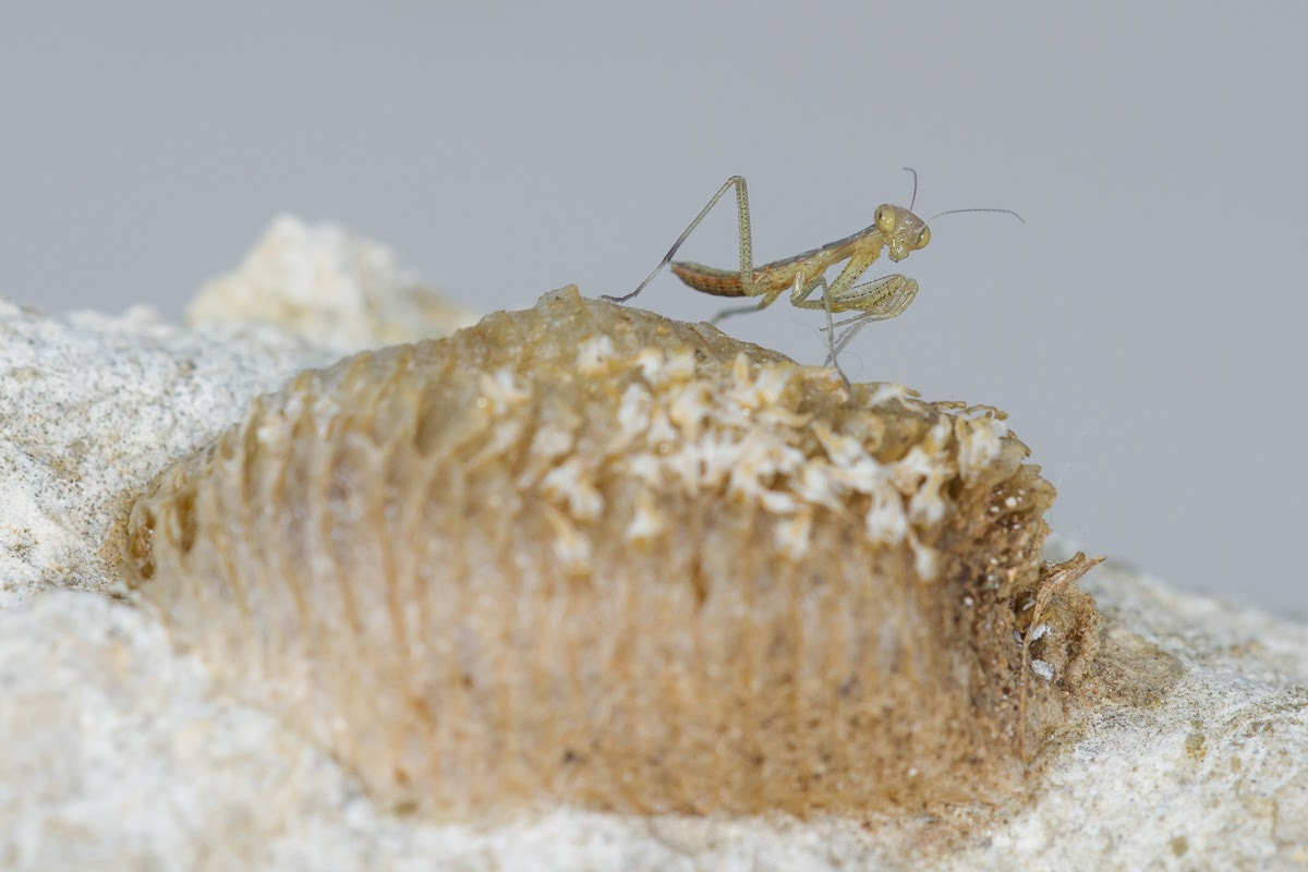 Sigma APO Macro 180mm F2.8 EX DG OS HSM sample photo. Just out of the ootheca photography