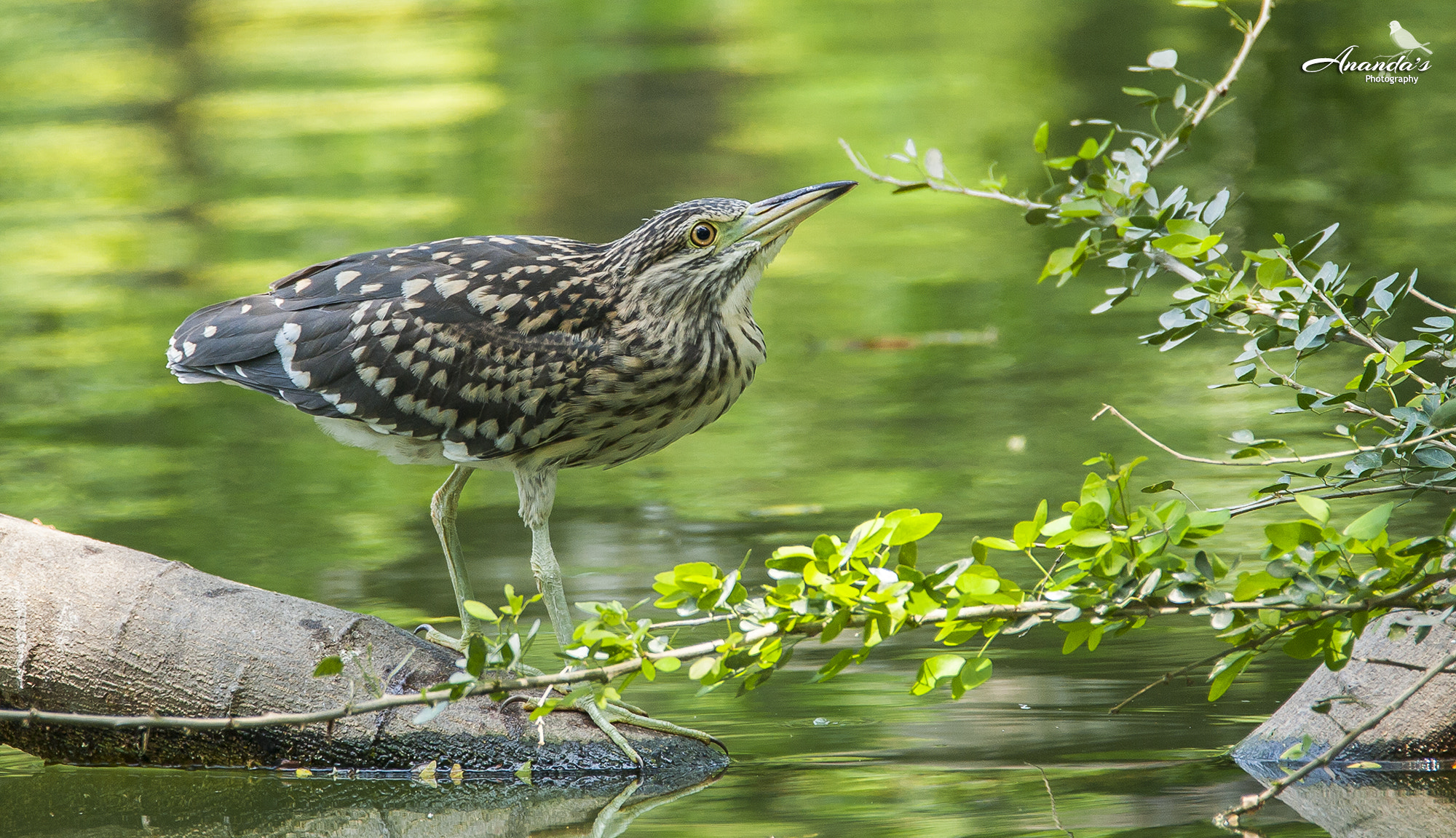 Tamron SP 150-600mm F5-6.3 Di VC USD sample photo. Black-crowned night heron photography