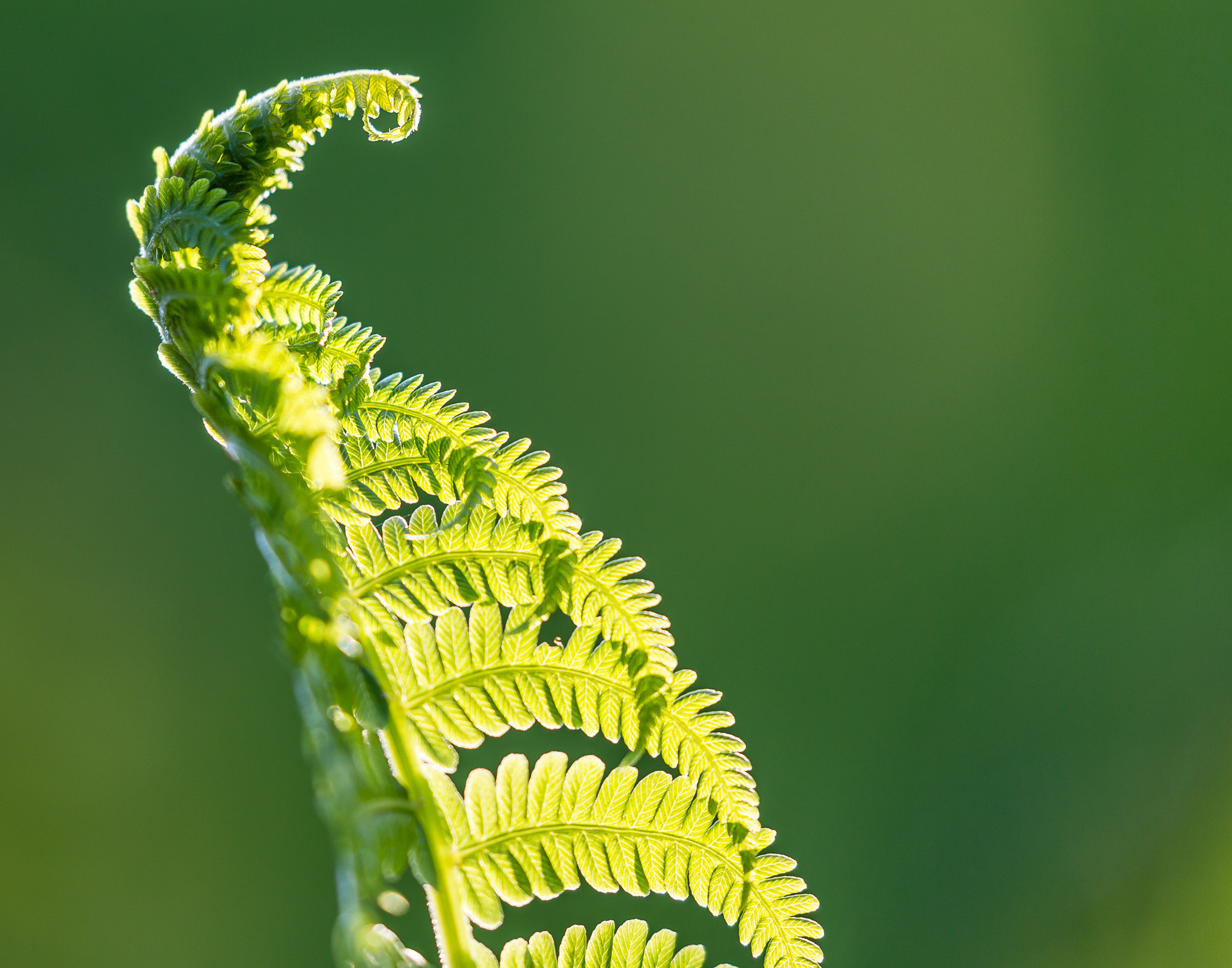 Canon EF 100-400mm F4.5-5.6L IS II USM sample photo. Leaves photography